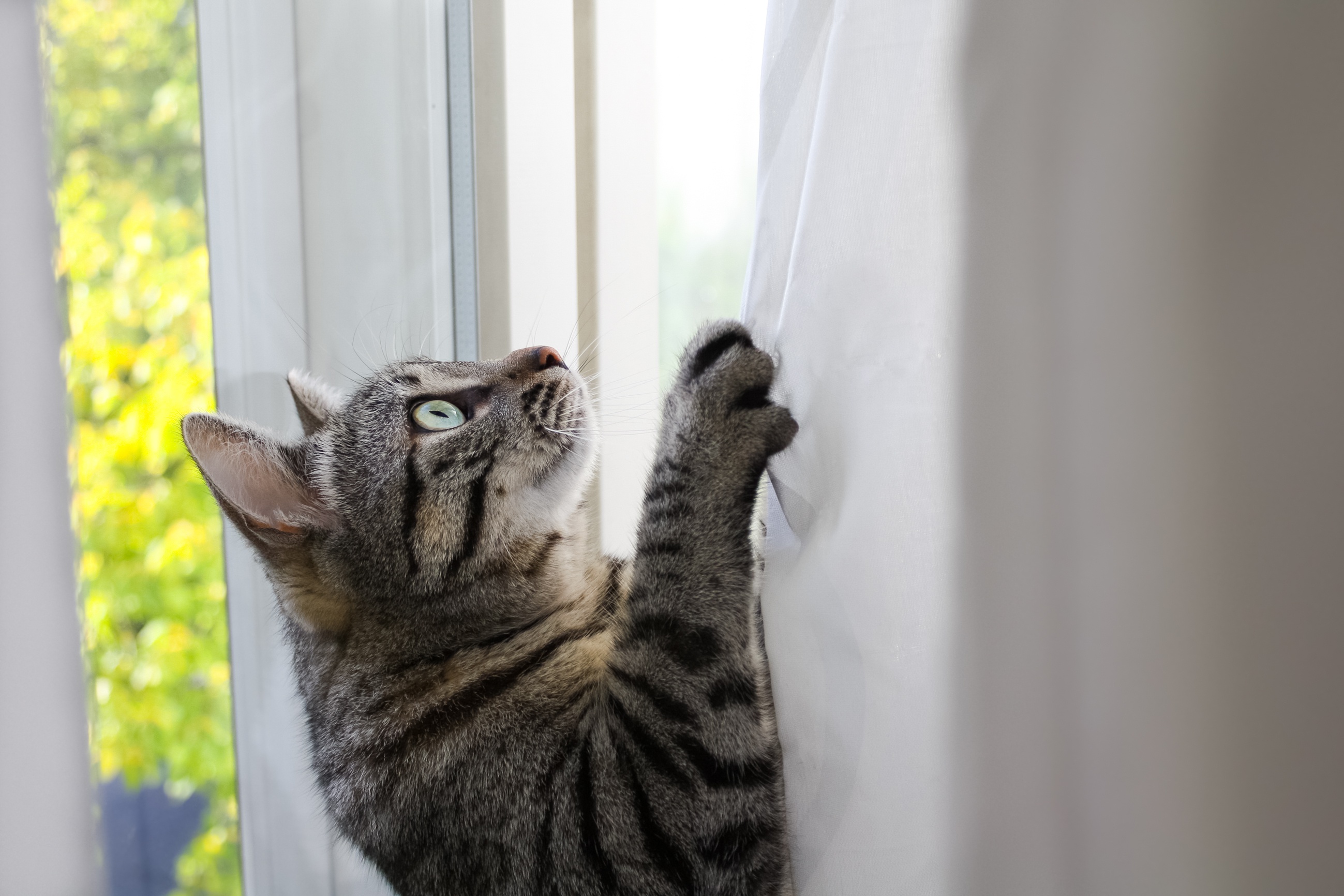 Baixe gratuitamente a imagem Animais, Gatos, Gato na área de trabalho do seu PC