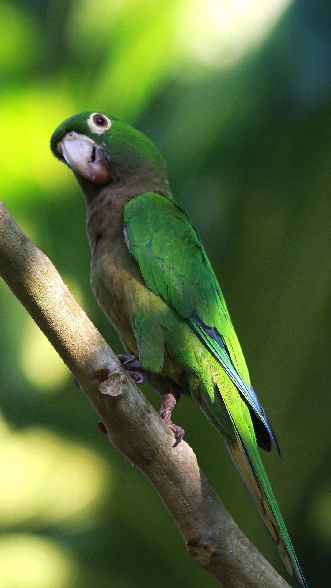 animal, olive throated parakeet, parakeet, bokeh, parrot, birds Phone Background