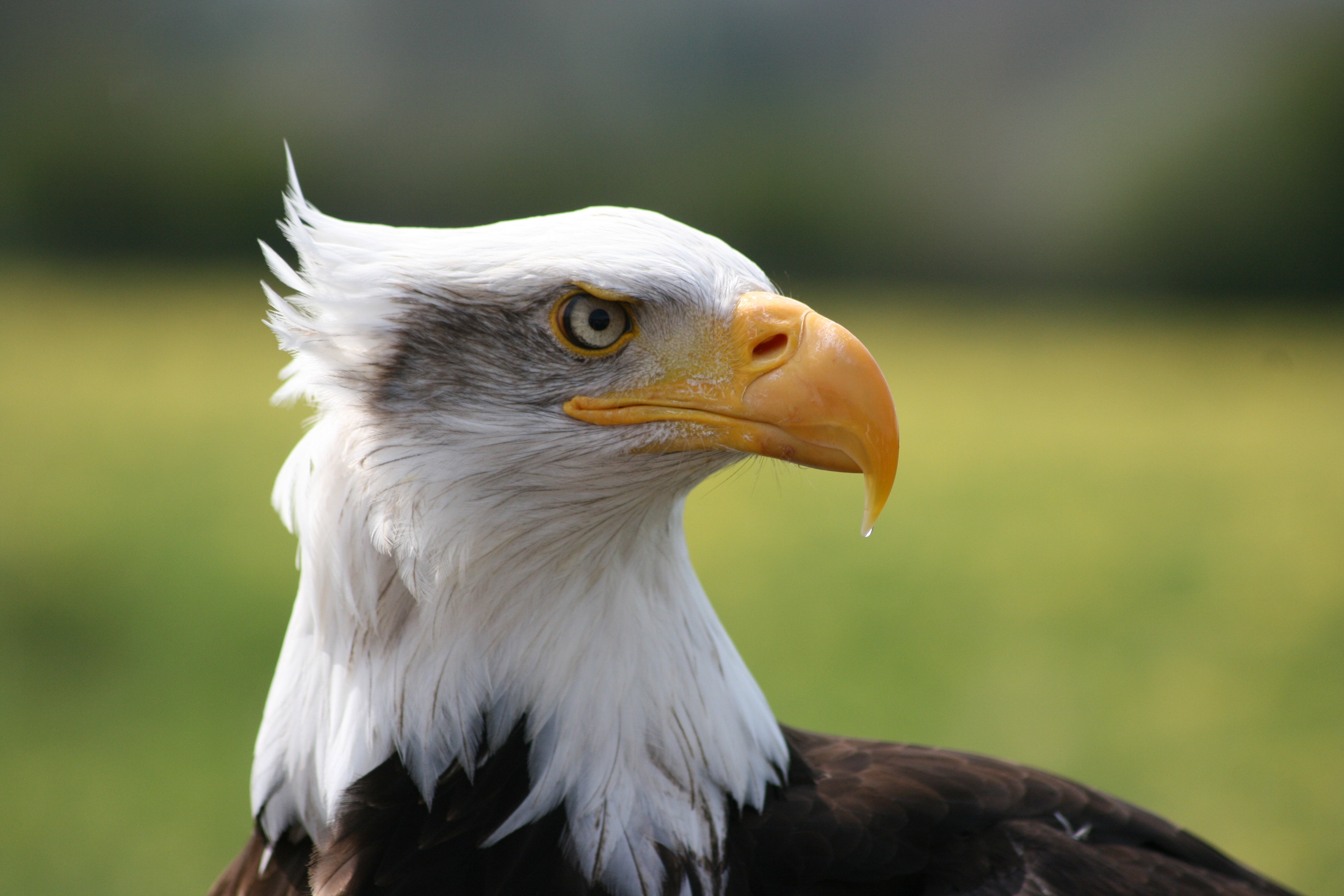 Descarga gratuita de fondo de pantalla para móvil de Águila, Pico, Depredador, Pájaro, Animales.