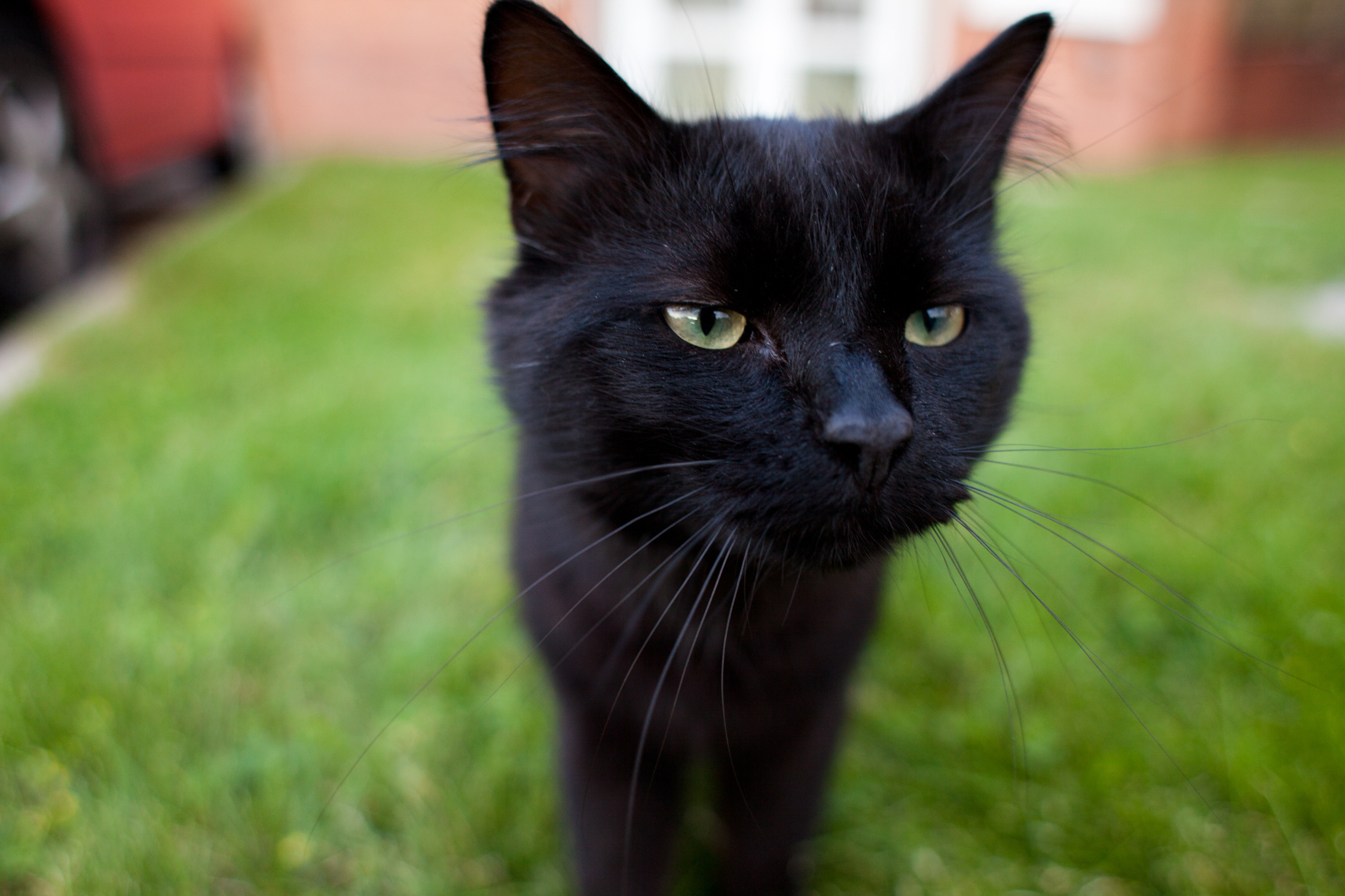 Baixe gratuitamente a imagem Animais, Gatos, Gato na área de trabalho do seu PC