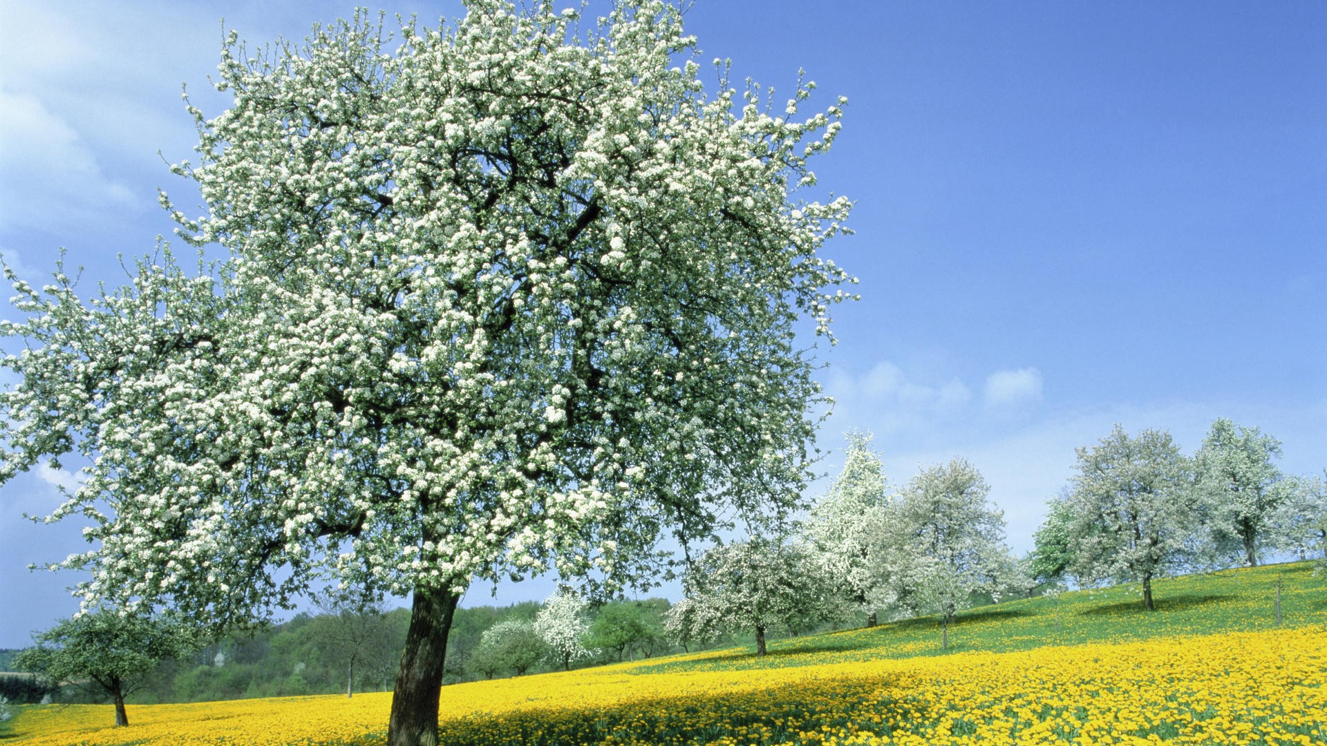 Скачать обои бесплатно Цветок, Дерево, Поле, Весна, Луг, Желтый Цветок, Цветущие, Белый Цветок, Земля/природа картинка на рабочий стол ПК