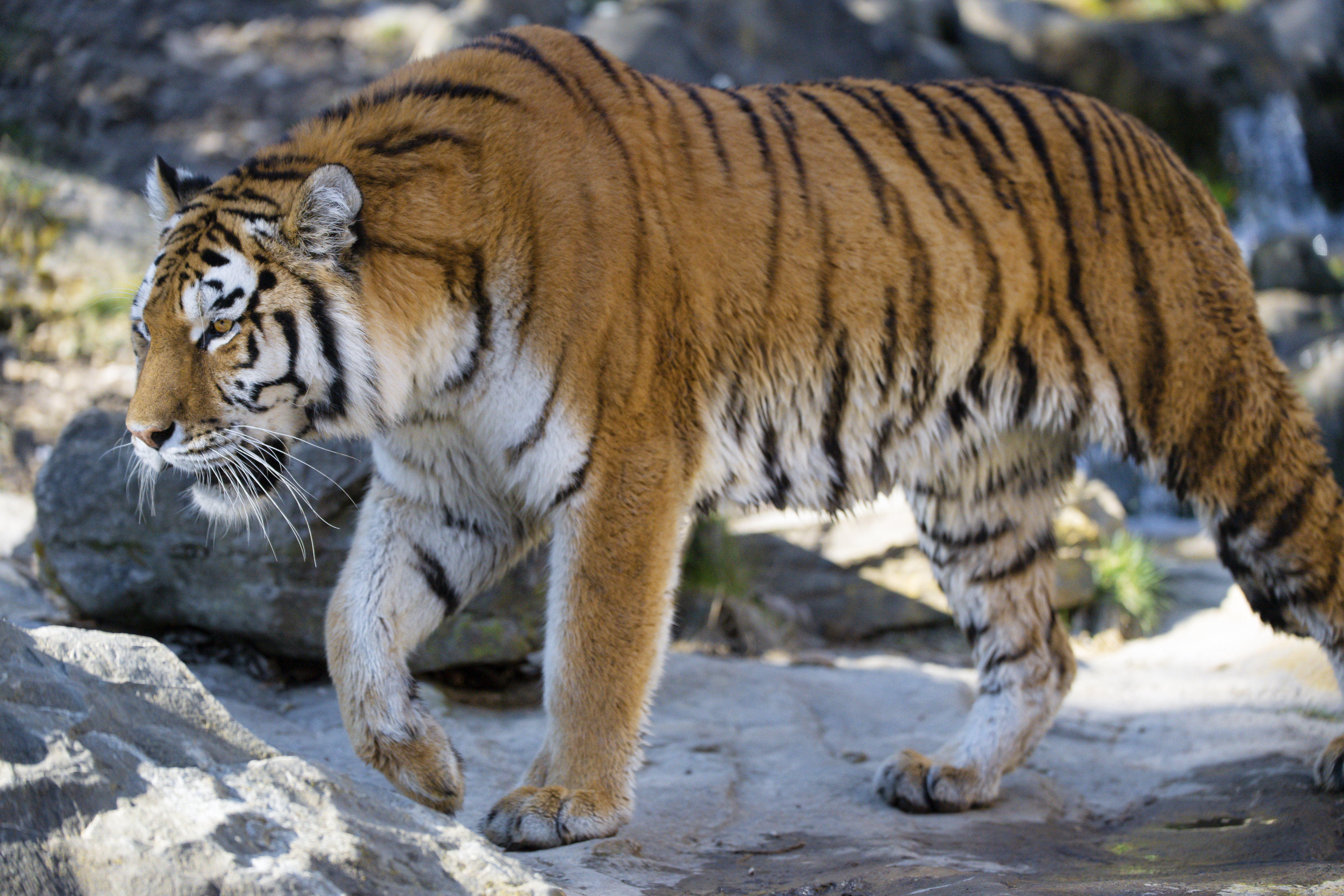Lock Screen PC Wallpaper opinion, animals, predator, big cat, sight, tiger, profile