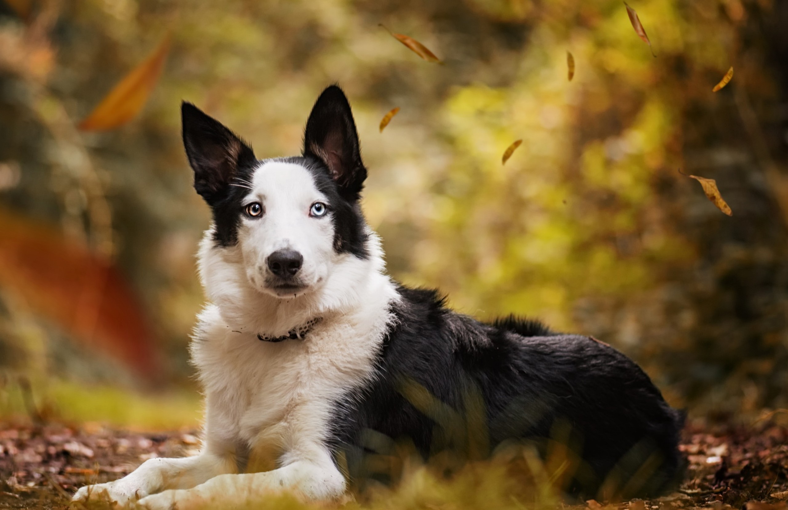 Download mobile wallpaper Dogs, Dog, Animal, Bokeh, Heterochromia for free.