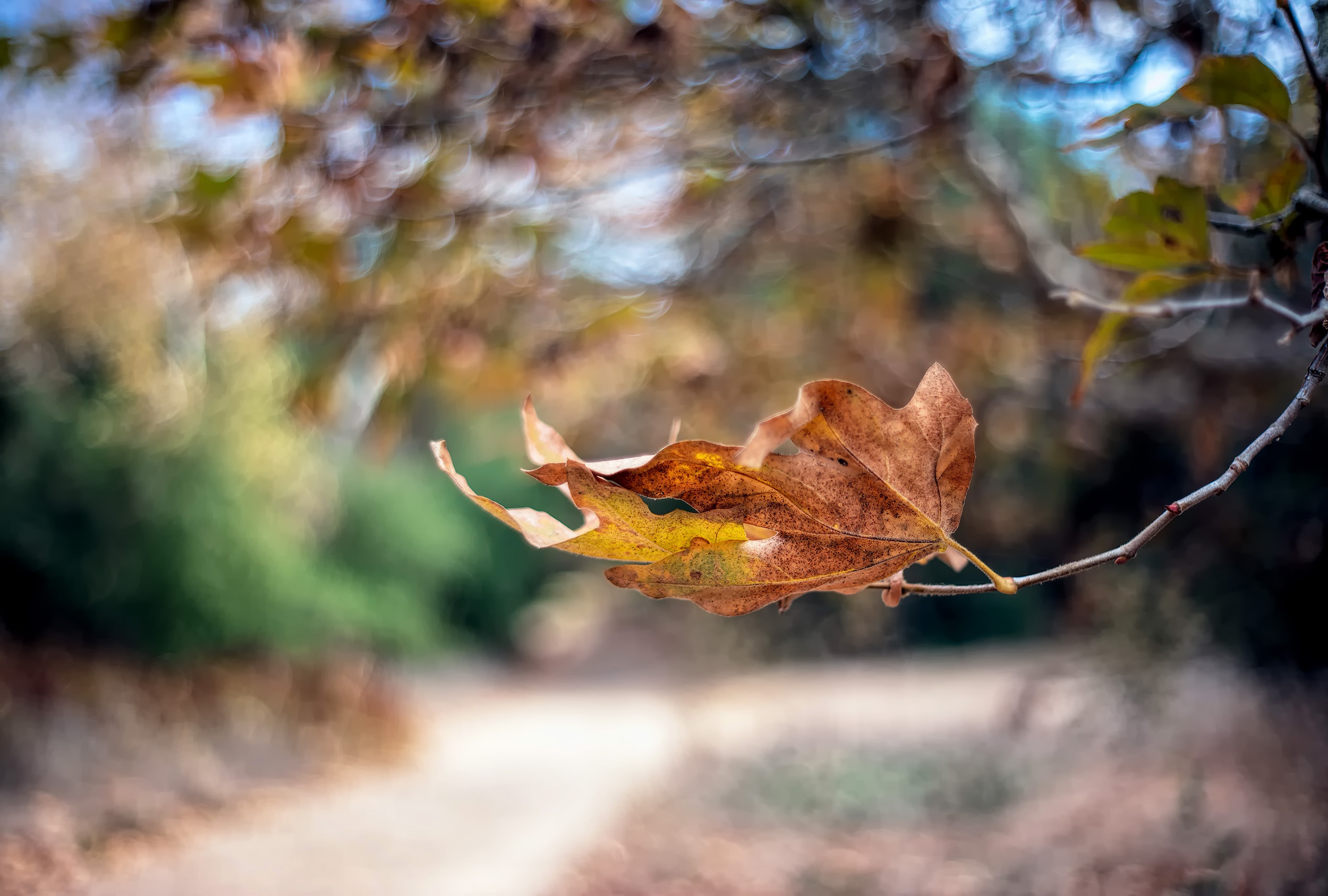 Free download wallpaper Nature, Leaf, Fall, Earth, Bokeh on your PC desktop