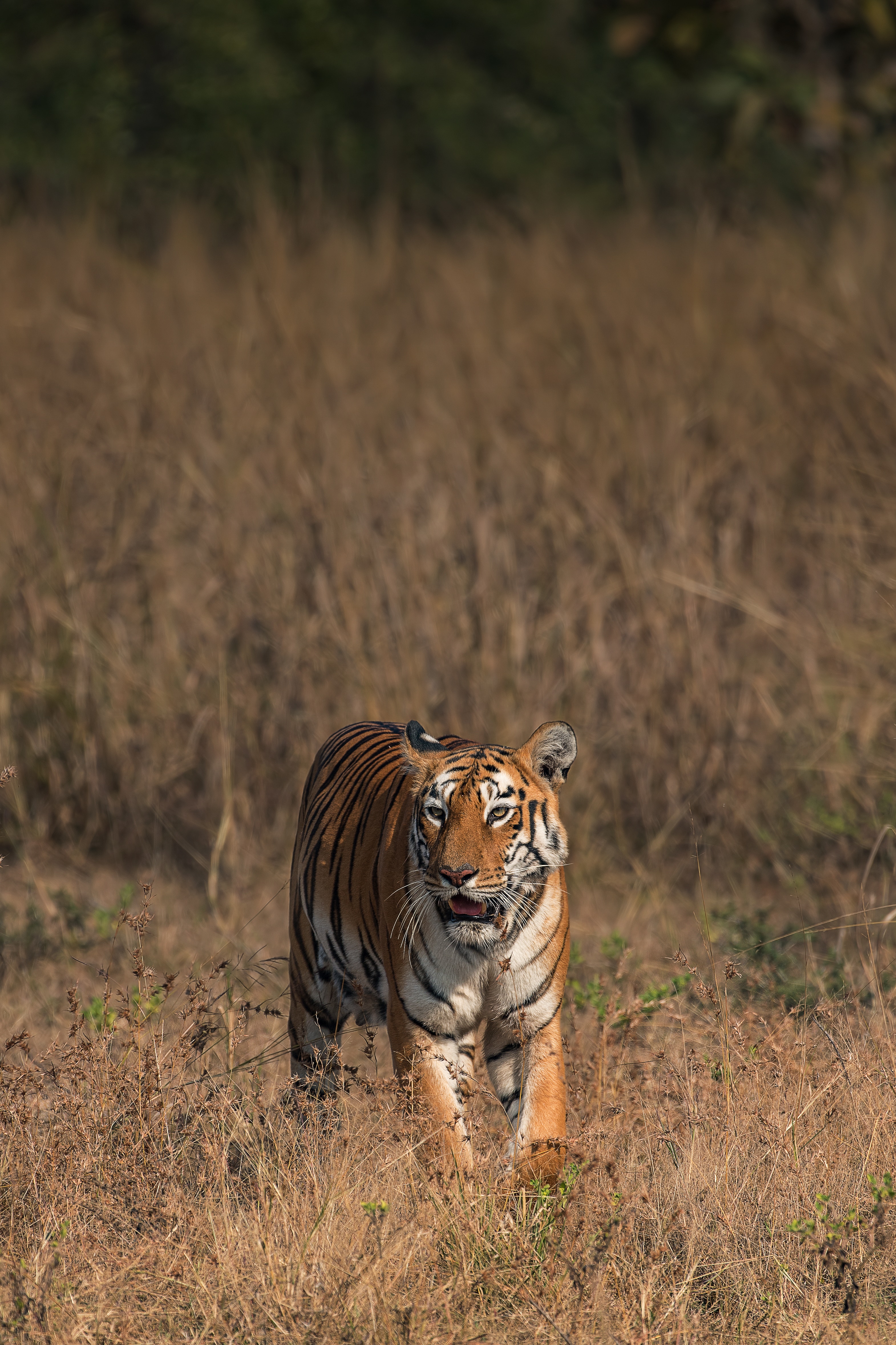 Download background animals, savanna, predator, big cat, wildlife, tiger