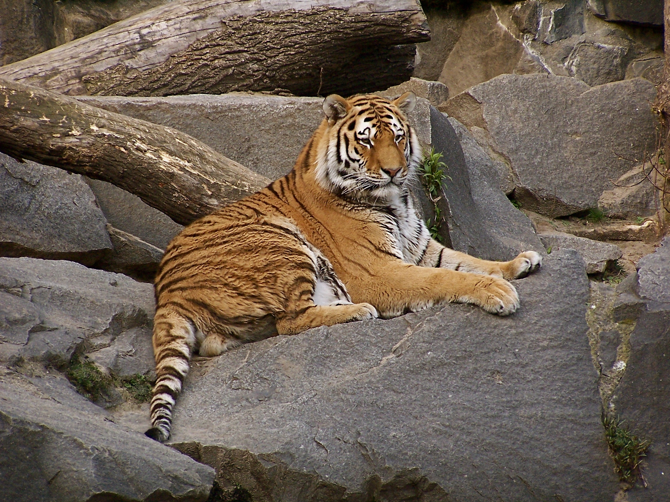 Téléchargez gratuitement l'image Chats, Animaux, Tigre sur le bureau de votre PC