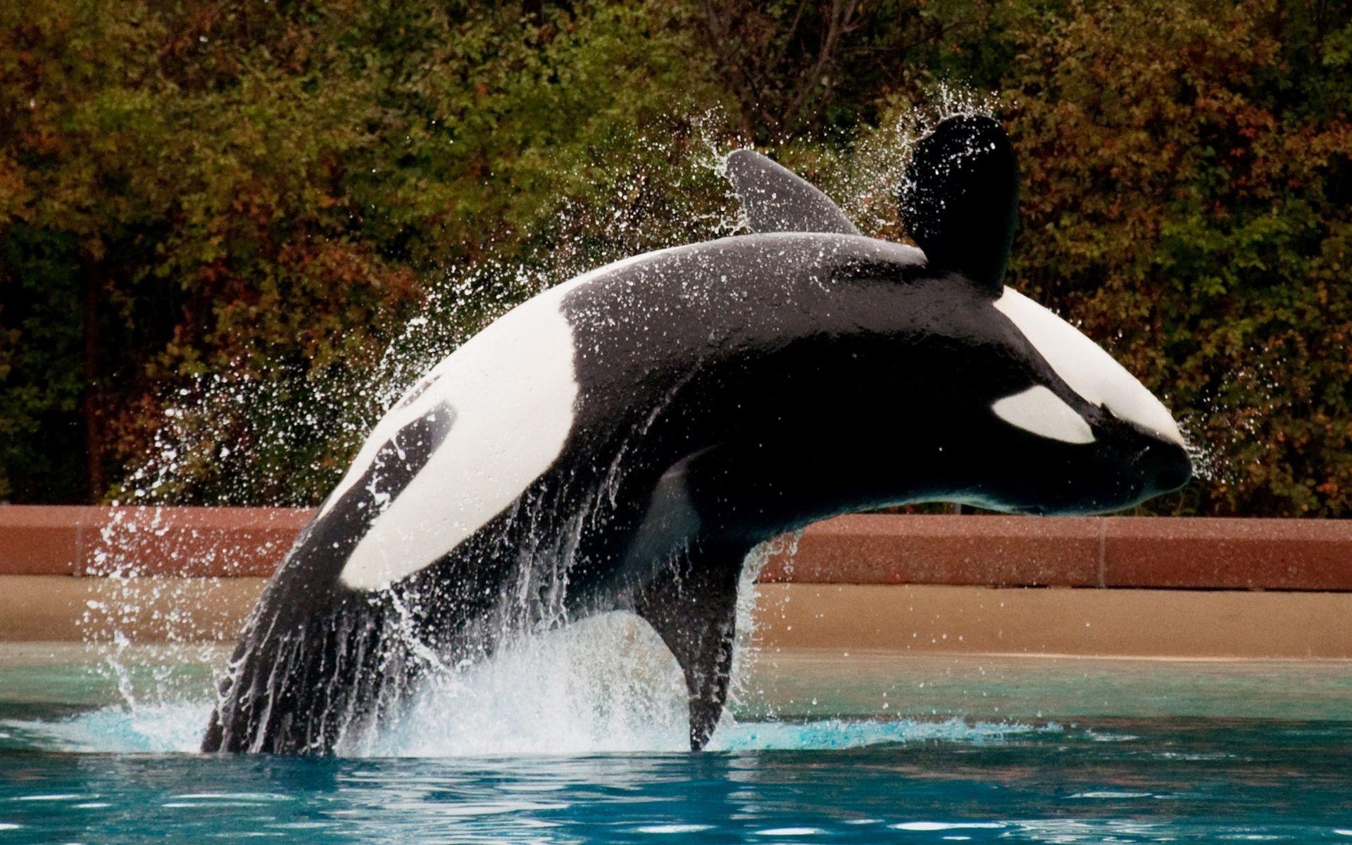 577869 baixar papel de parede animais, orca - protetores de tela e imagens gratuitamente