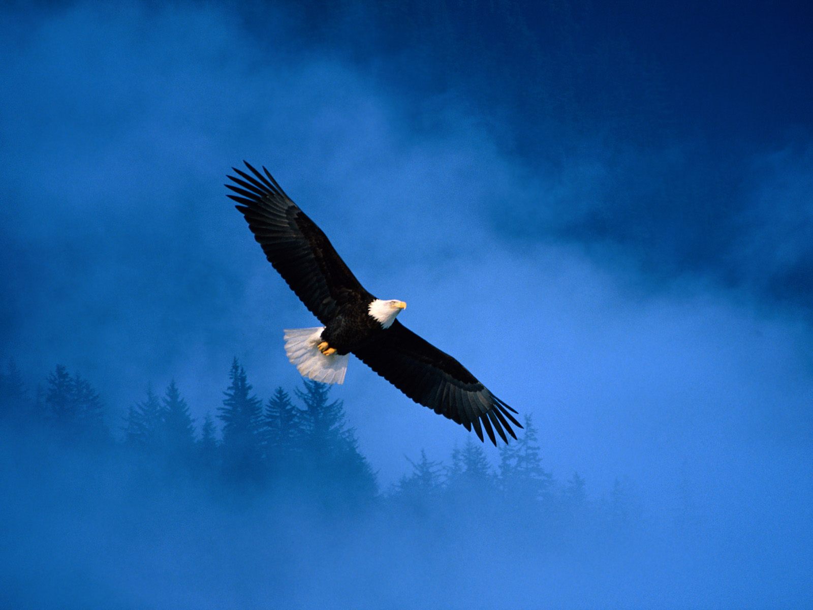 Handy-Wallpaper Tiere, Weißkopfseeadler kostenlos herunterladen.