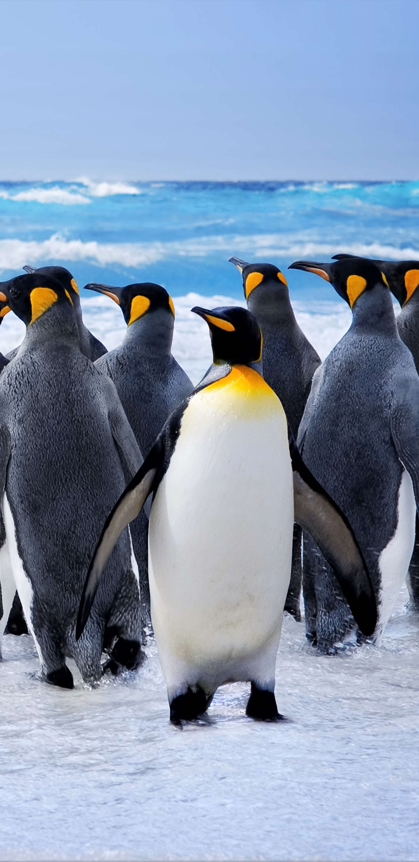 Скачать обои бесплатно Животные, Птицы, Море, Птица, Океан, Пингвин, Королевский Пингвин картинка на рабочий стол ПК