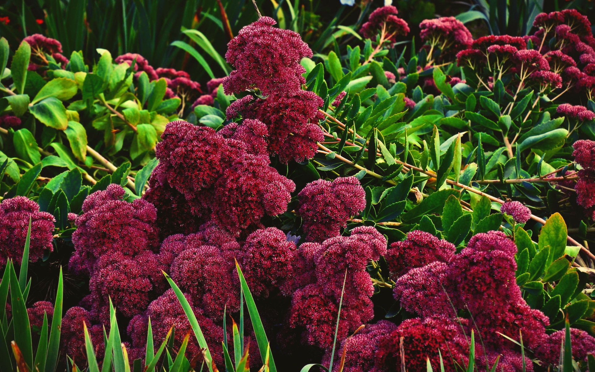 Baixe gratuitamente a imagem Flores, Flor, Terra/natureza na área de trabalho do seu PC