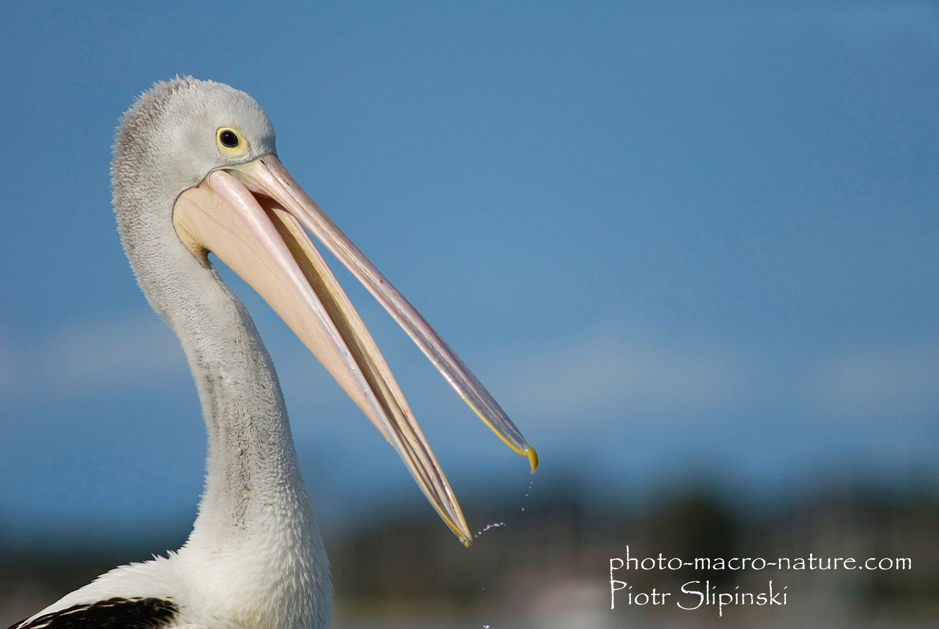 Download mobile wallpaper Pelican, Bird, Birds, Animal for free.