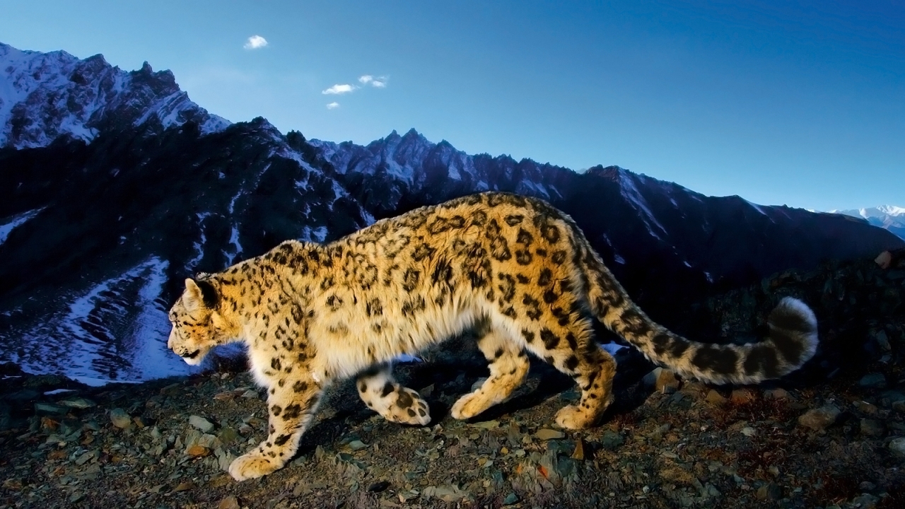 32176 télécharger le fond d'écran animaux, snow leopard - économiseurs d'écran et images gratuitement