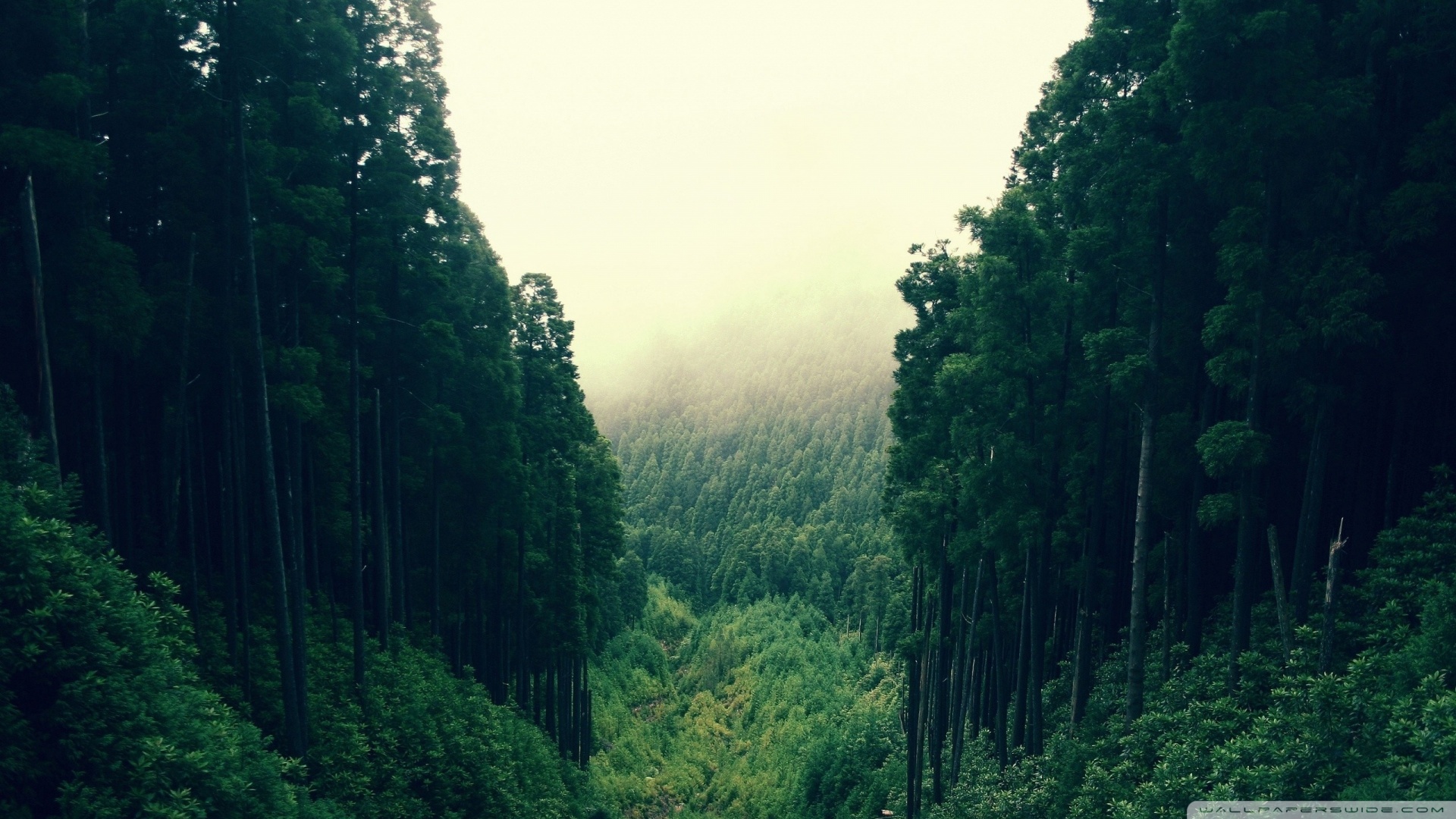 Baixar papel de parede para celular de Vale, Terra/natureza gratuito.