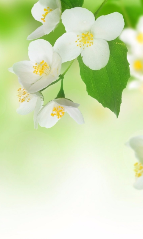 無料モバイル壁紙フラワーズ, 花, 地球, ジャスミン, 白い花をダウンロードします。