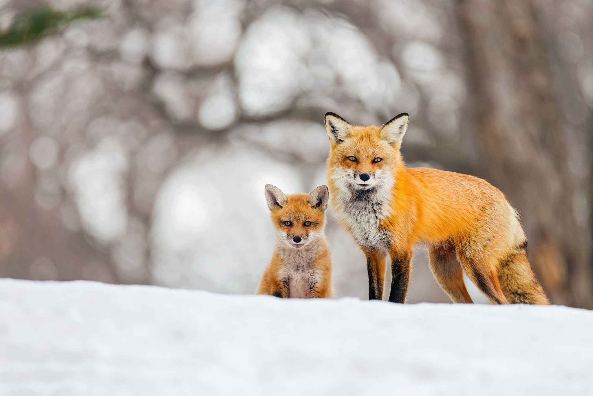 red fox, animal, fox, cub, snow, winter