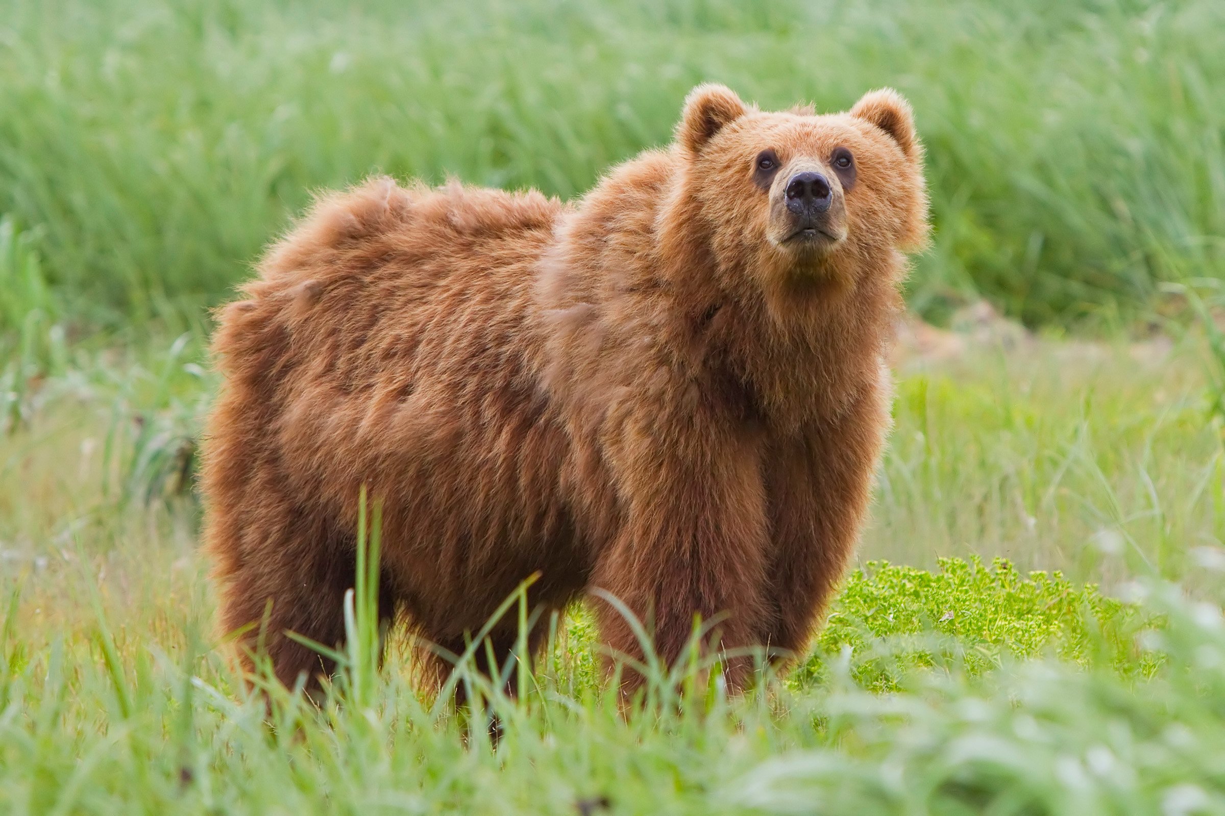 Скачать картинку Кадьяк Медведь, Медведи, Медведь, Животные в телефон бесплатно.