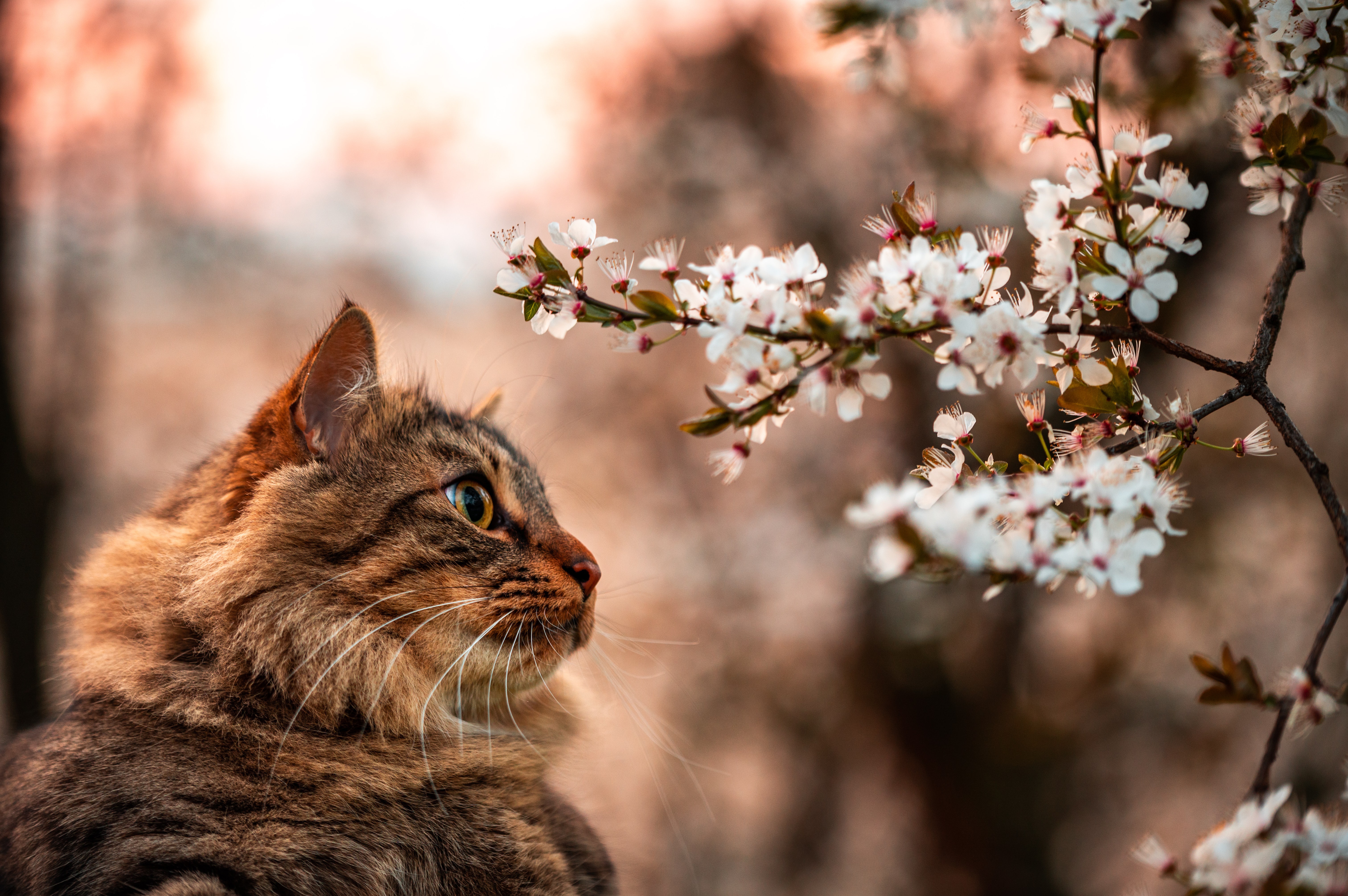 Téléchargez gratuitement l'image Animaux, Chats, Chat sur le bureau de votre PC