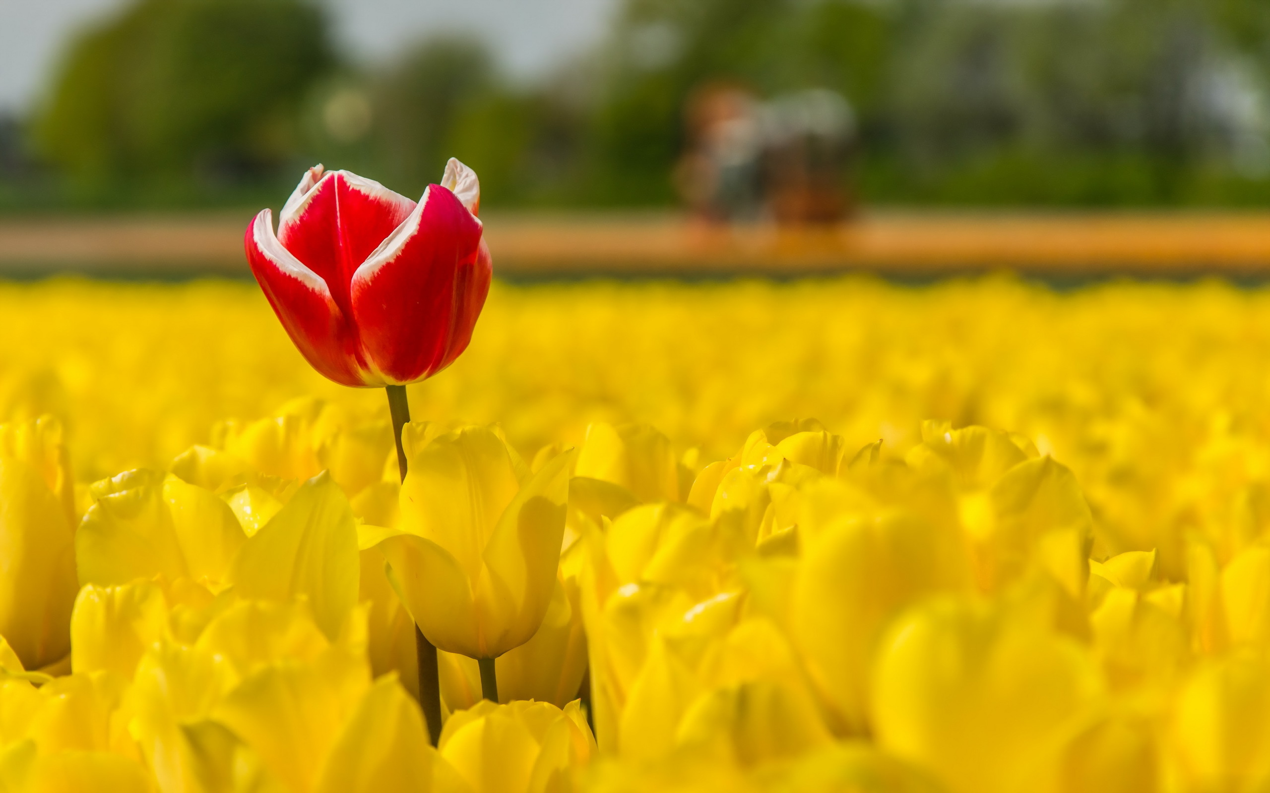 Download mobile wallpaper Nature, Flowers, Flower, Earth, Tulip, Yellow Flower, Red Flower, Depth Of Field for free.