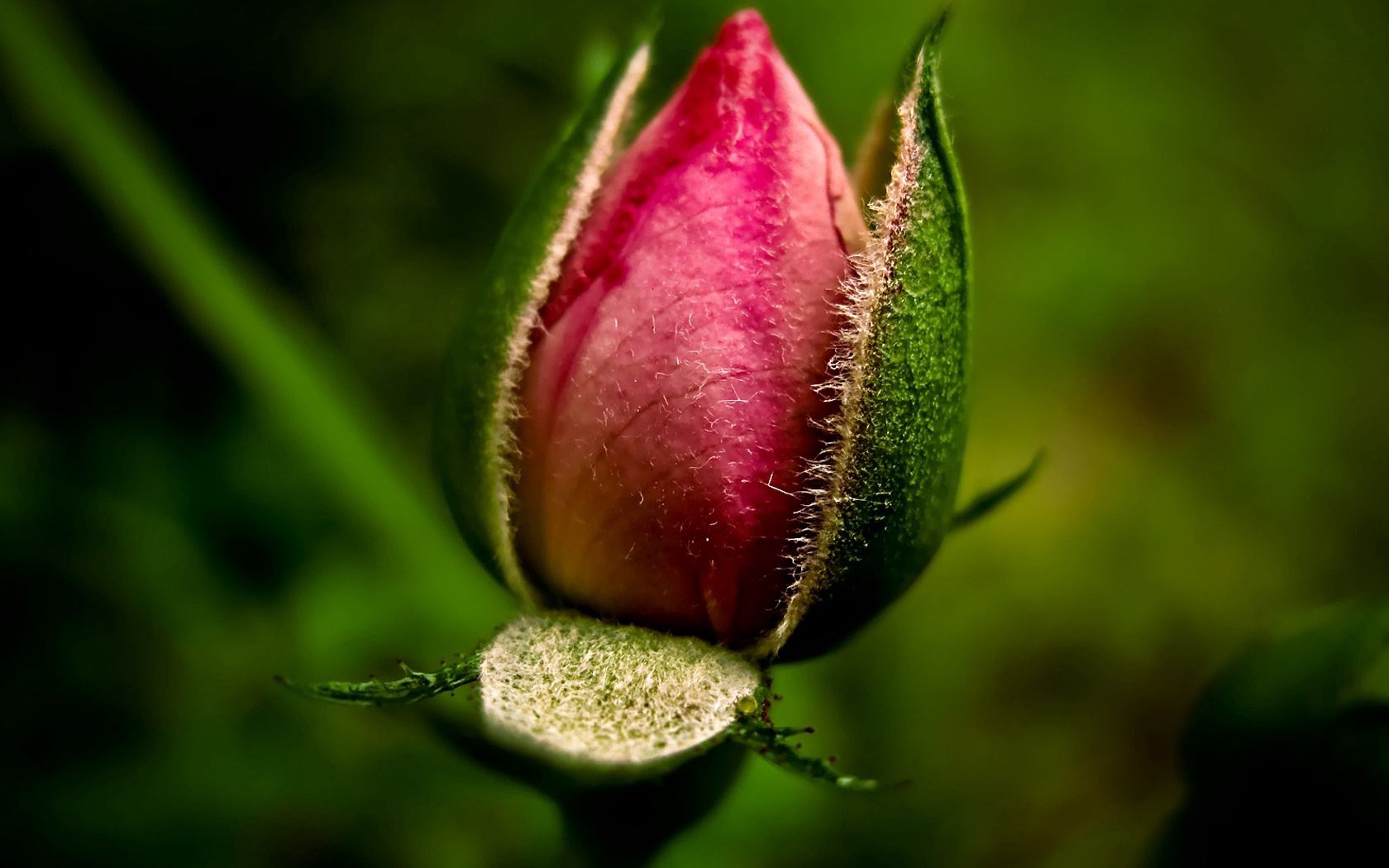 Laden Sie das Blätter, Rosa, Makro, Blume-Bild kostenlos auf Ihren PC-Desktop herunter