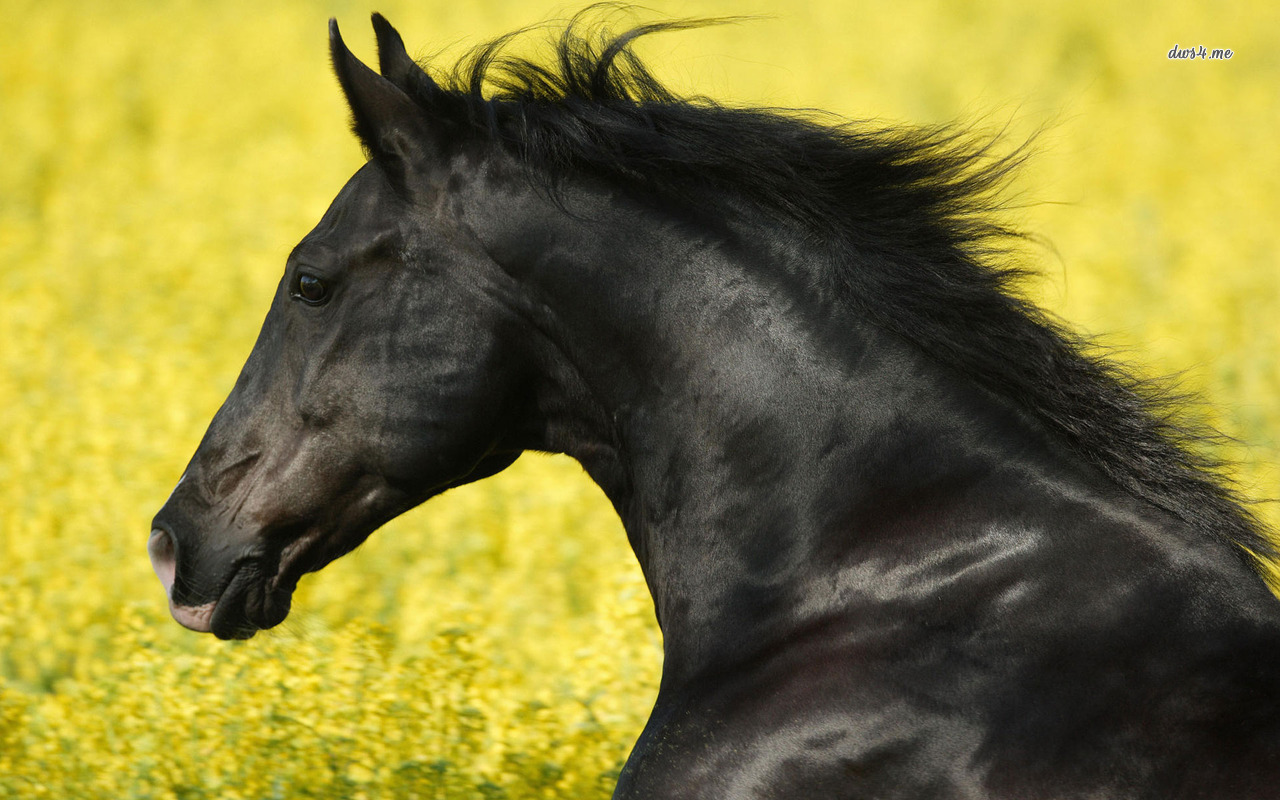 Téléchargez des papiers peints mobile Animaux, Cheval gratuitement.