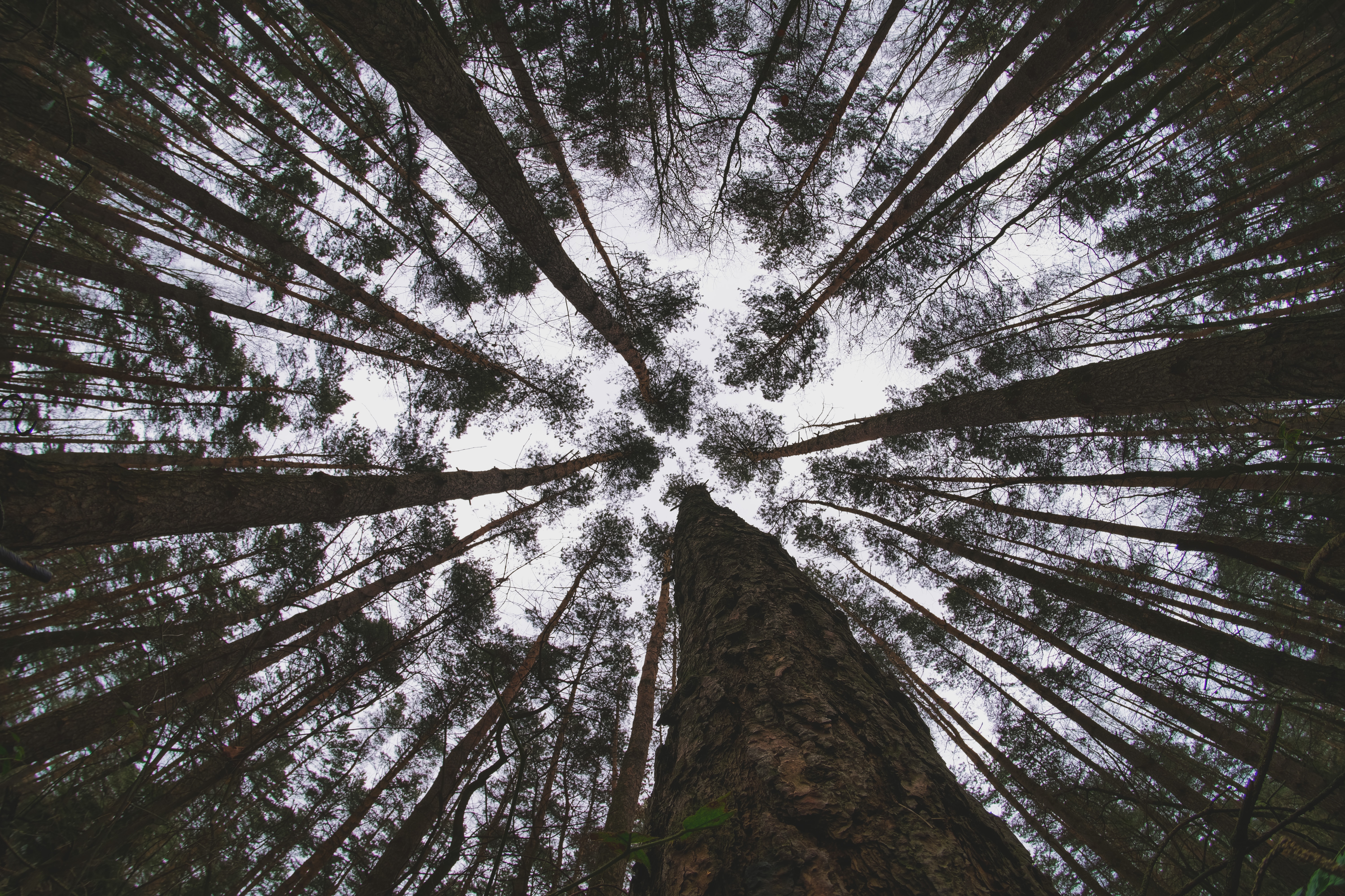 trees, nature, sky, forest, bottom view