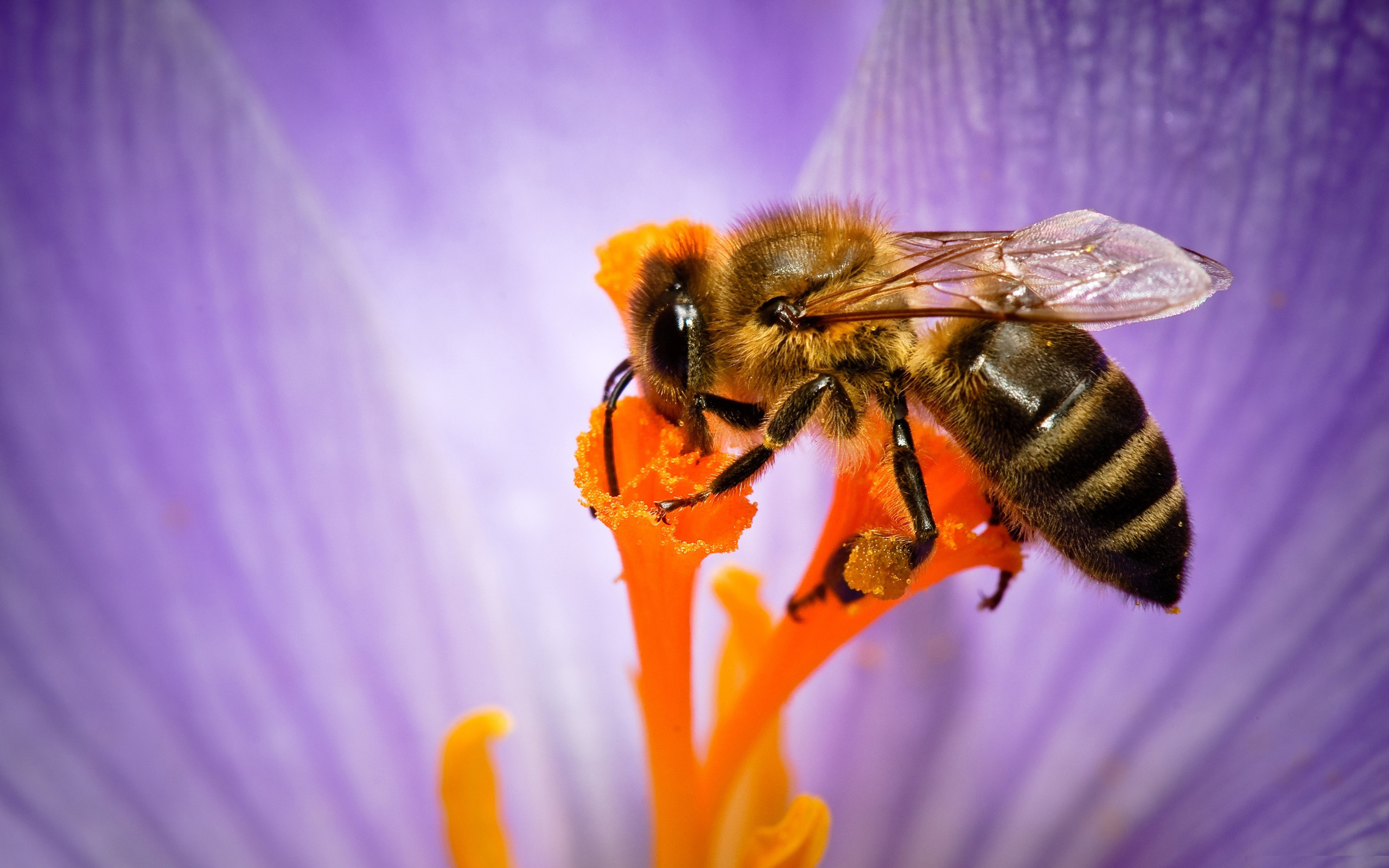 Скачать картинку Пчела, Насекомые, Животные в телефон бесплатно.