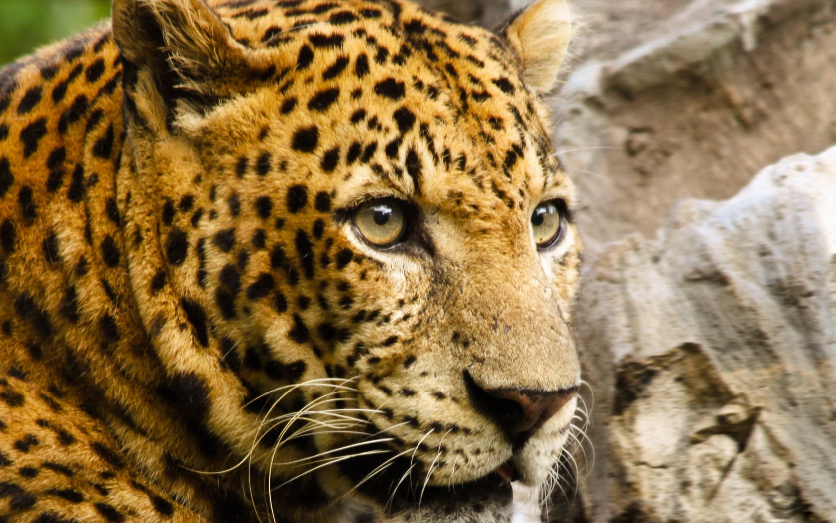 Free download wallpaper Cats, Leopard, Animal on your PC desktop