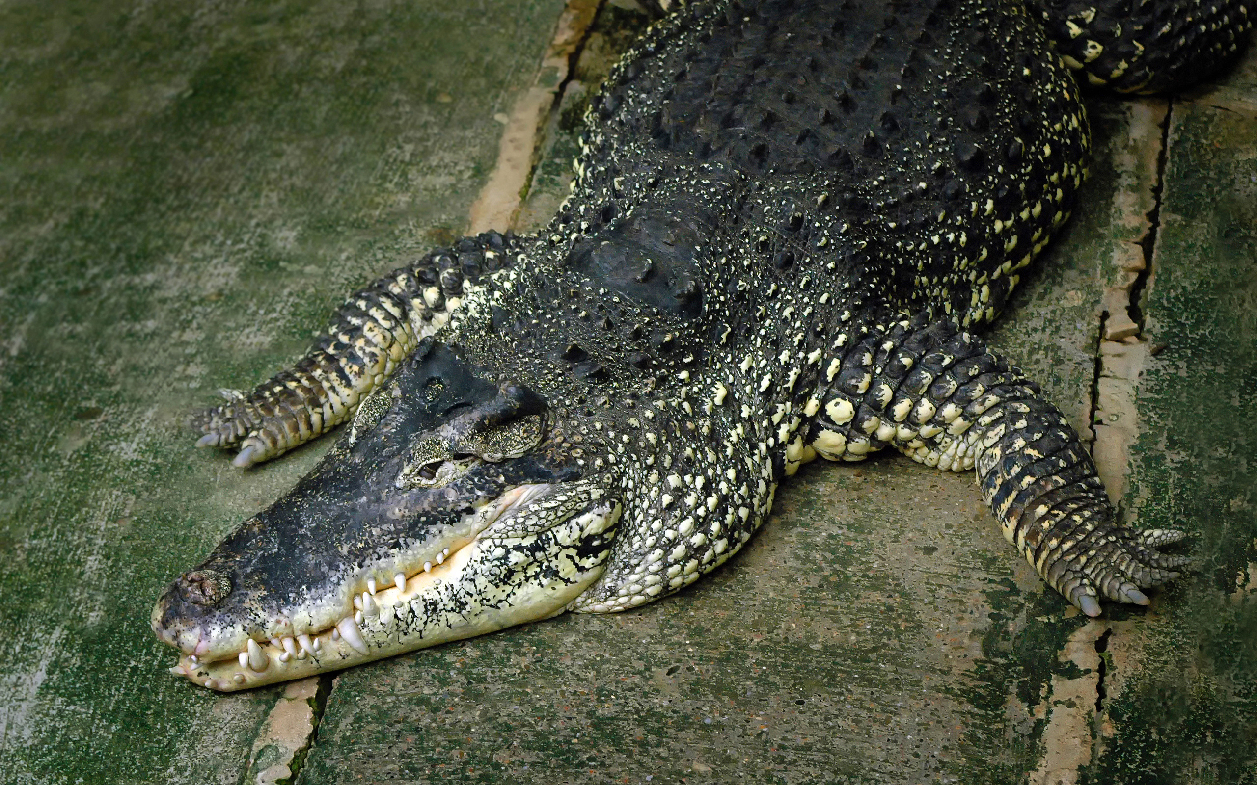 Téléchargez des papiers peints mobile Crocodile, Reptiles, Animaux gratuitement.