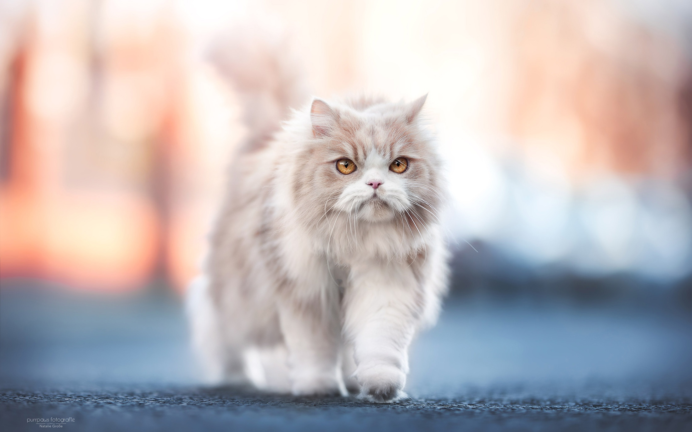 Download mobile wallpaper Cats, Cat, Animal, Depth Of Field for free.