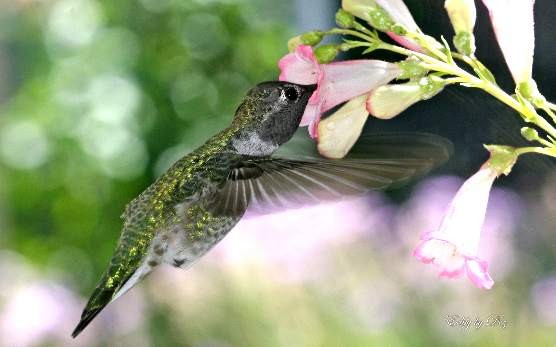 Baixar papel de parede para celular de Beija Flor, Aves, Animais gratuito.