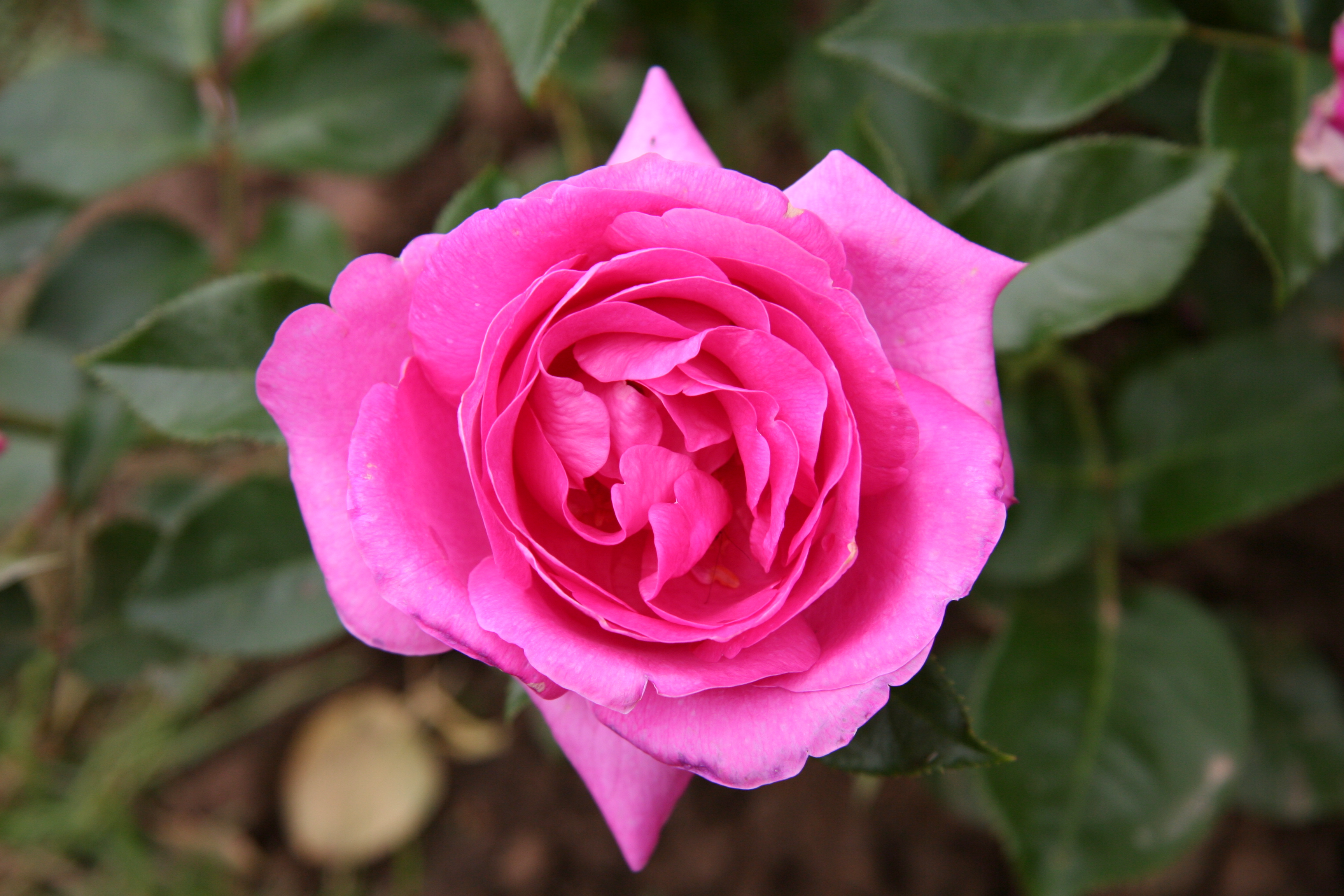 Téléchargez gratuitement l'image Fleurs, Rose, Terre/nature sur le bureau de votre PC