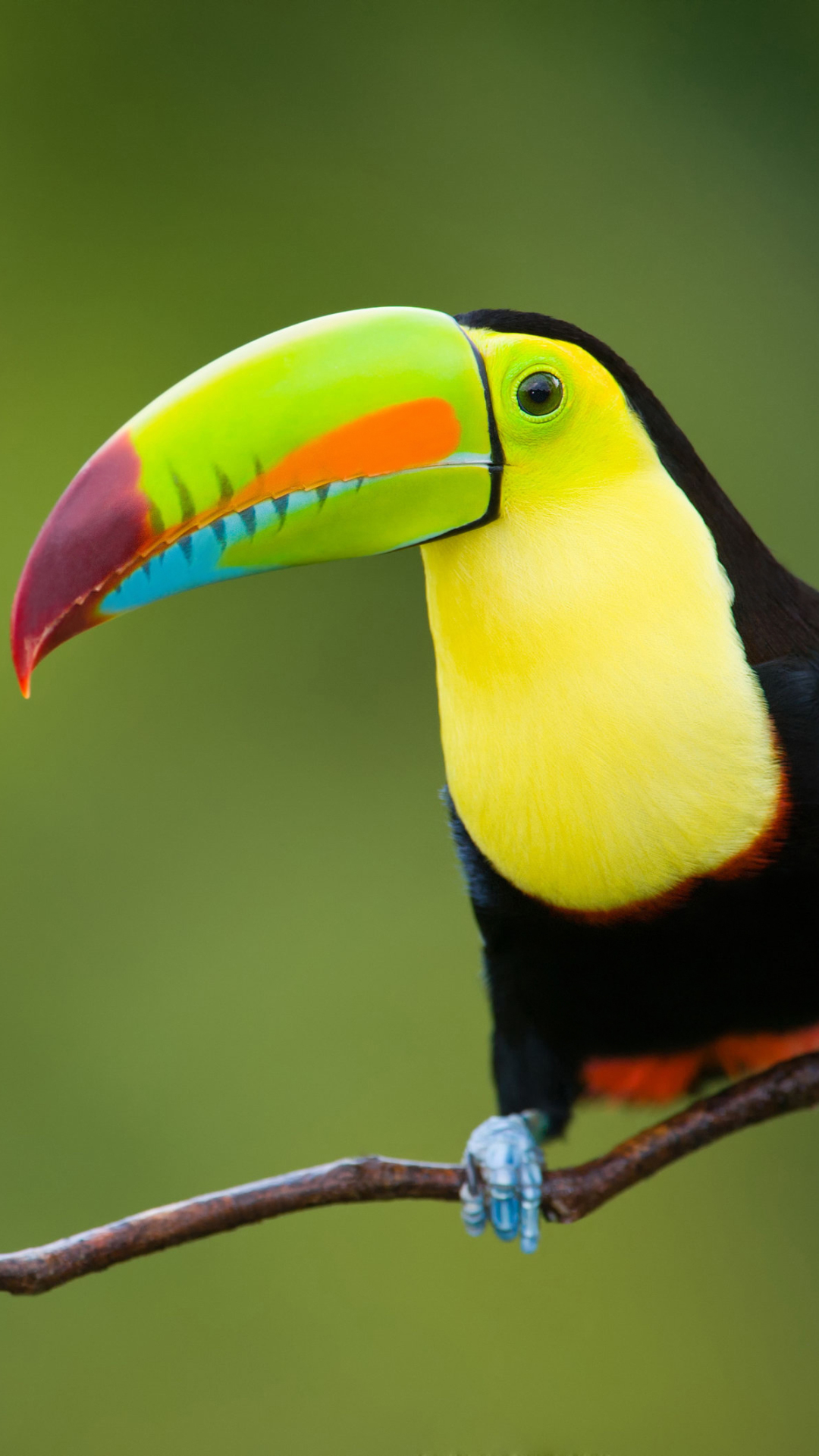 Download mobile wallpaper Birds, Bird, Branch, Colors, Animal, Colorful, Toucan for free.
