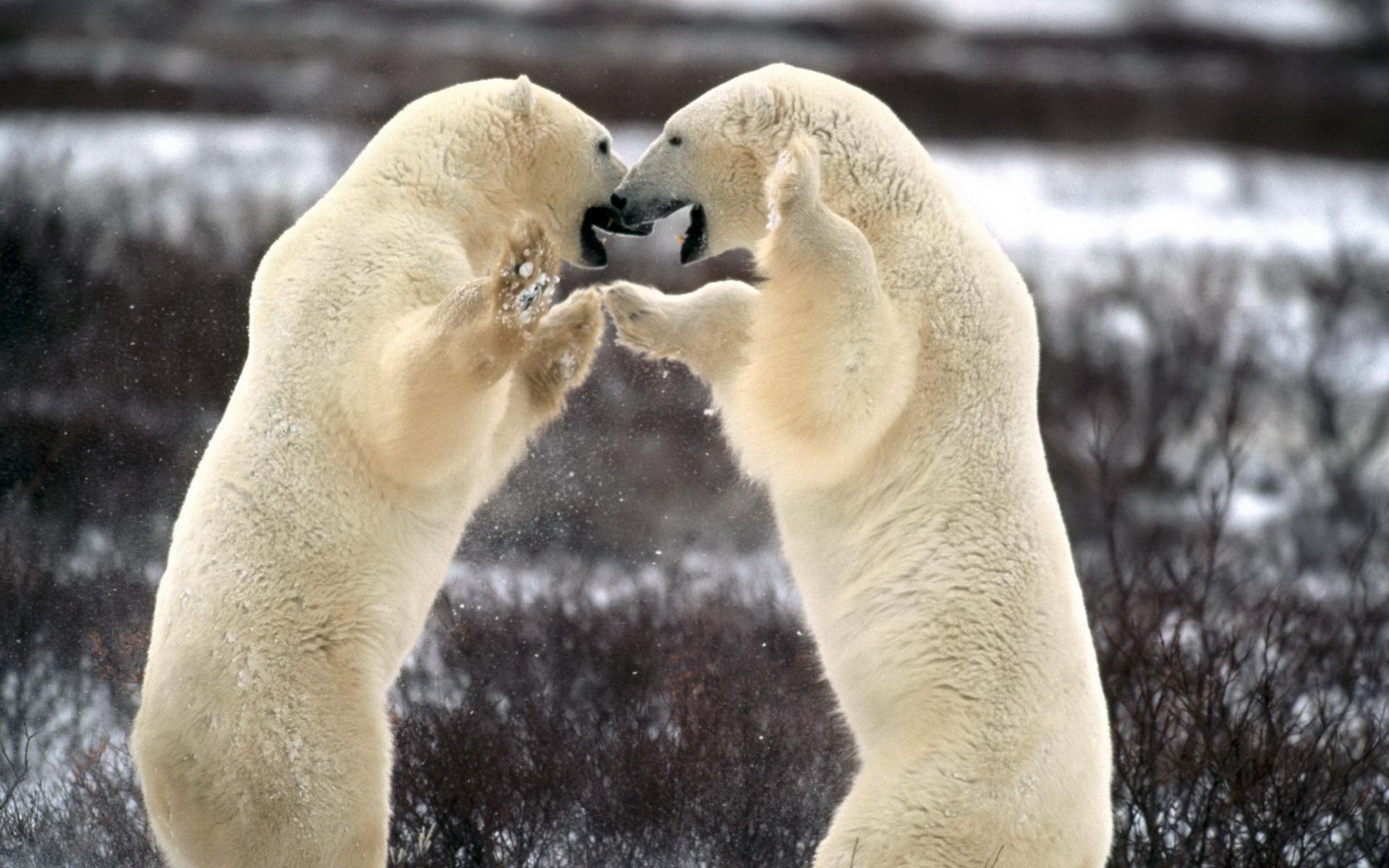 Free download wallpaper Animal, Polar Bear on your PC desktop