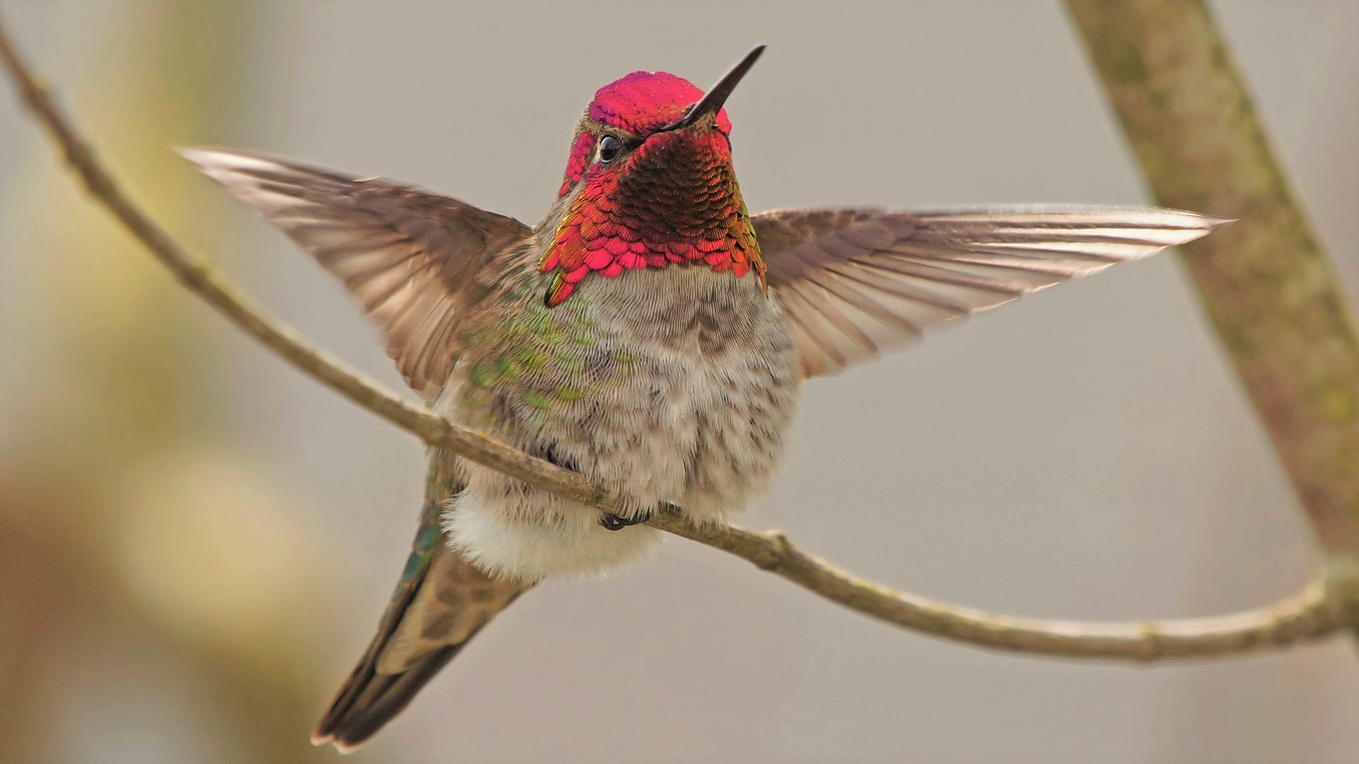 Download mobile wallpaper Birds, Bird, Animal, Hummingbird for free.