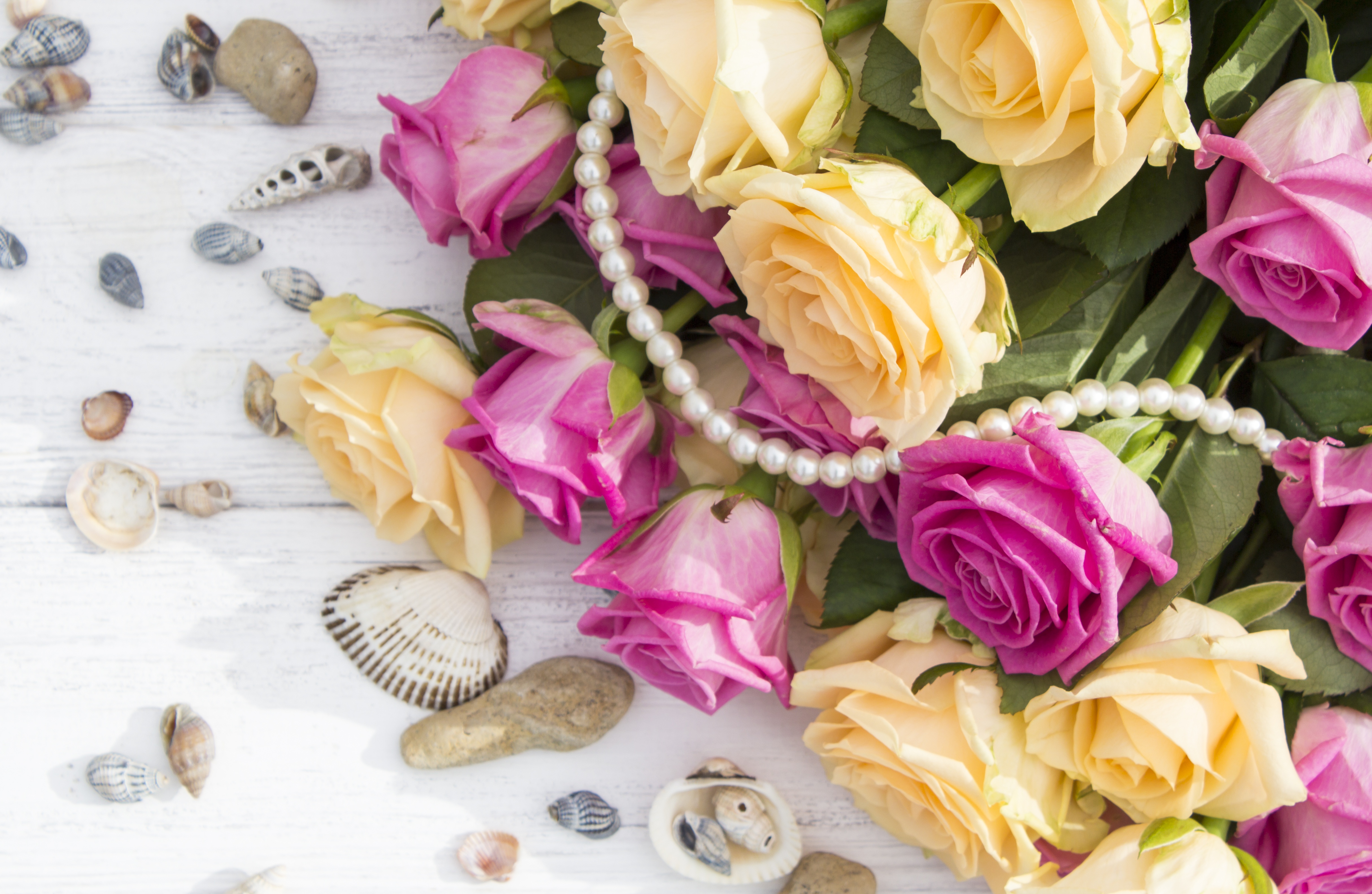 Laden Sie das Blume, Rose, Muschel, Menschengemacht, Pinke Blume, Pfirsichblüte-Bild kostenlos auf Ihren PC-Desktop herunter
