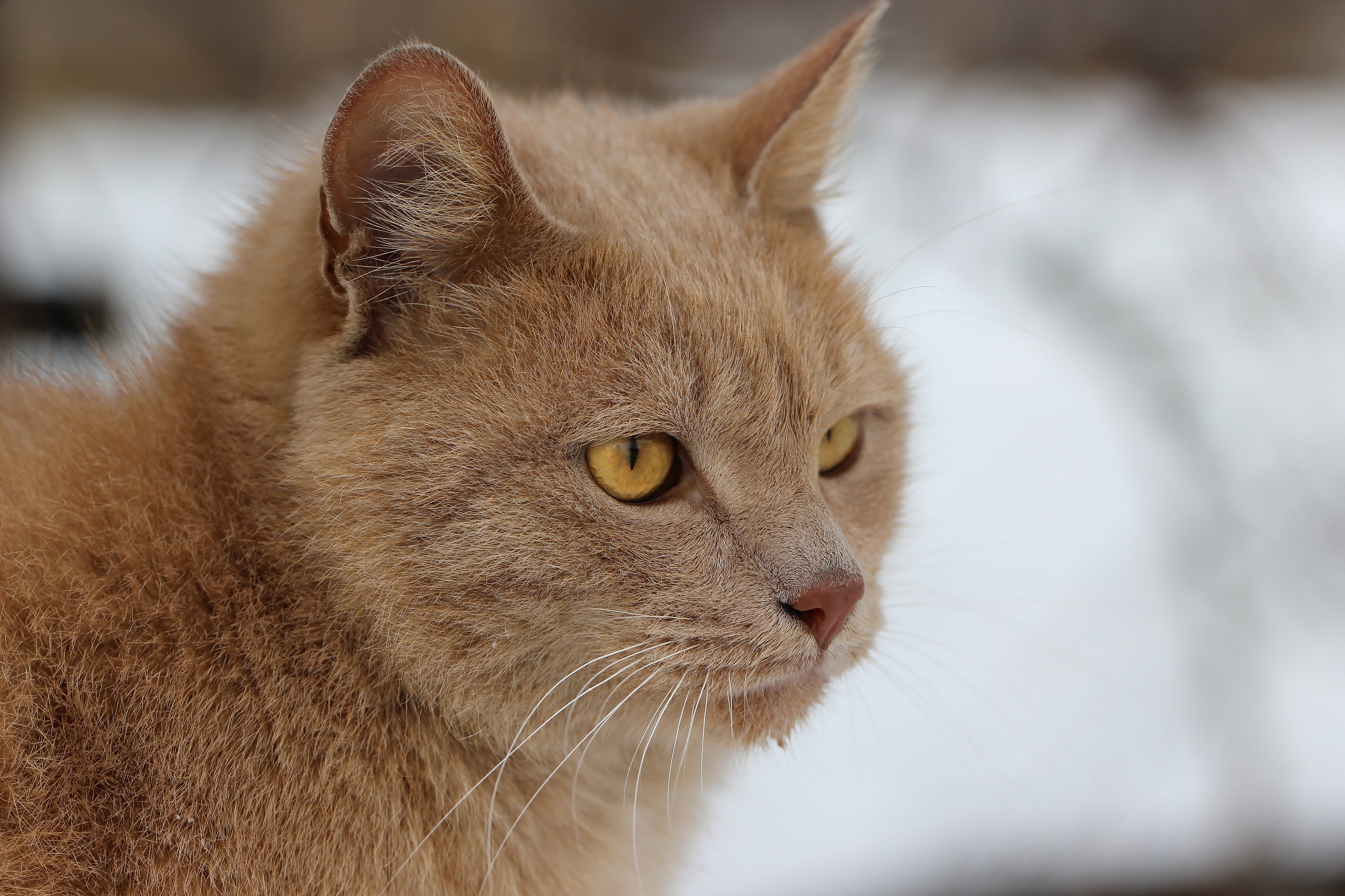 Descarga gratuita de fondo de pantalla para móvil de Animales, Gatos, Gato.