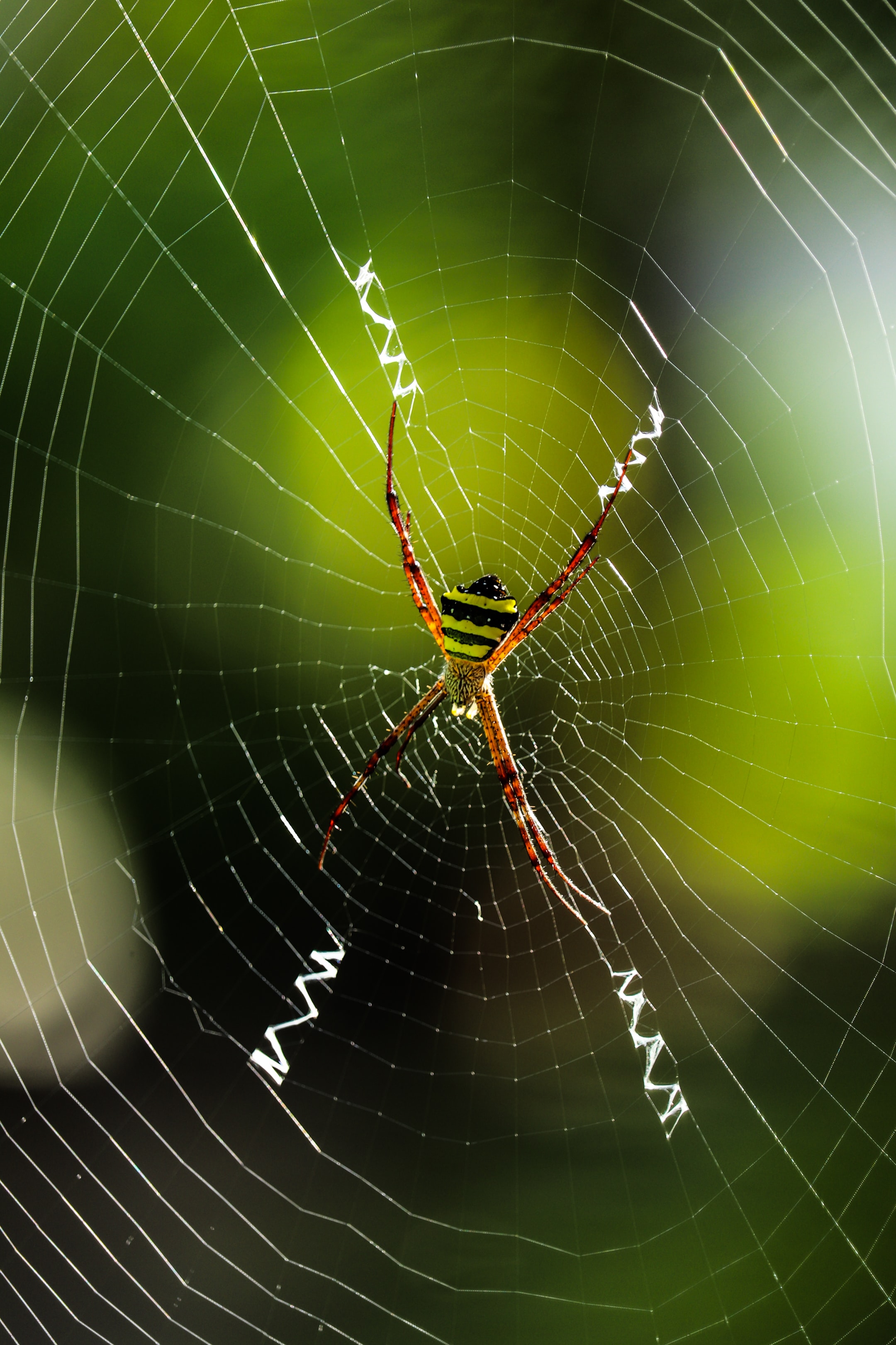 Descarga gratuita de fondo de pantalla para móvil de Macro, Insecto, Web, Animales, Araña.