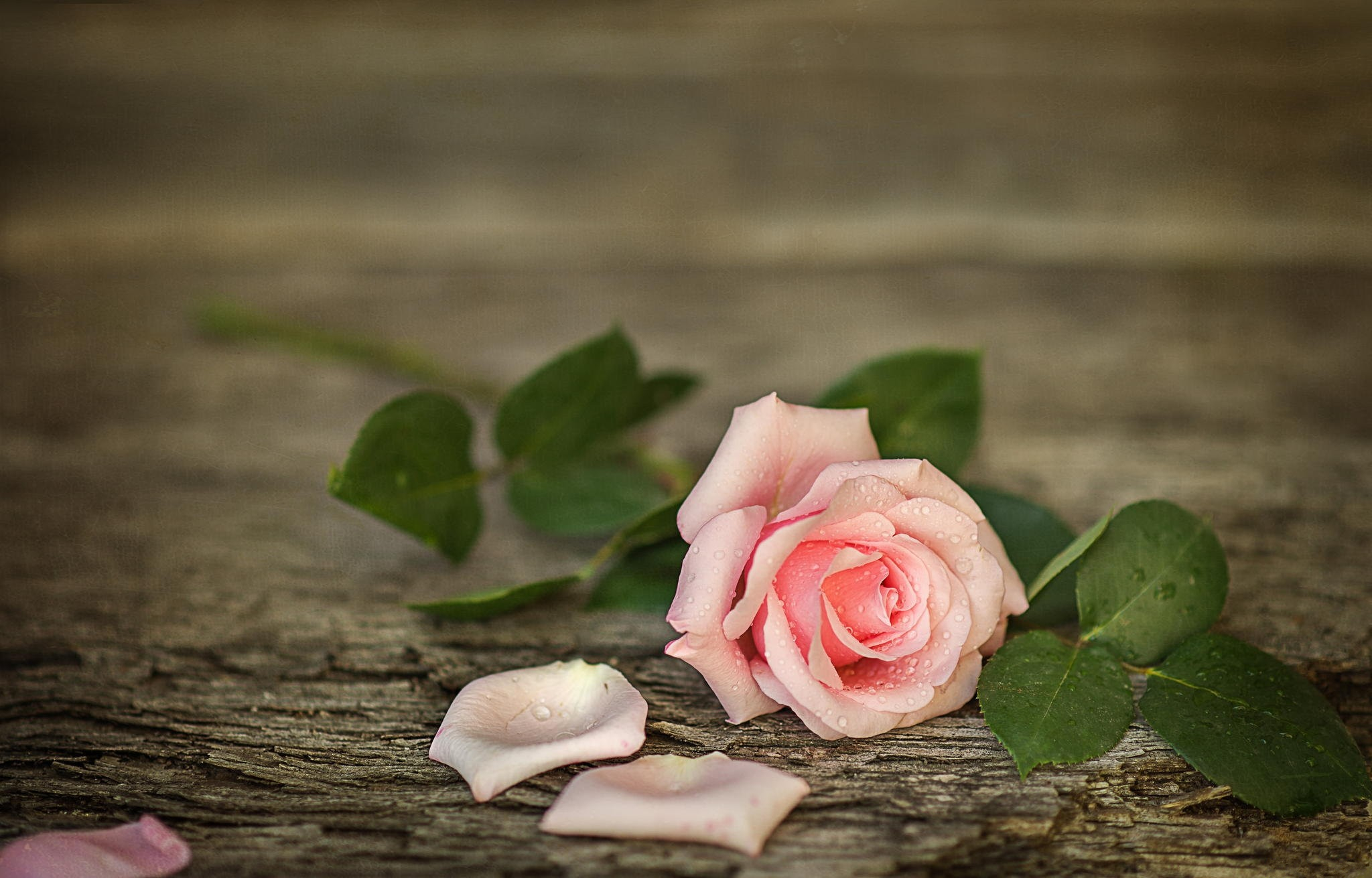 Download mobile wallpaper Flowers, Pink, Flower, Rose, Earth, Pink Rose for free.