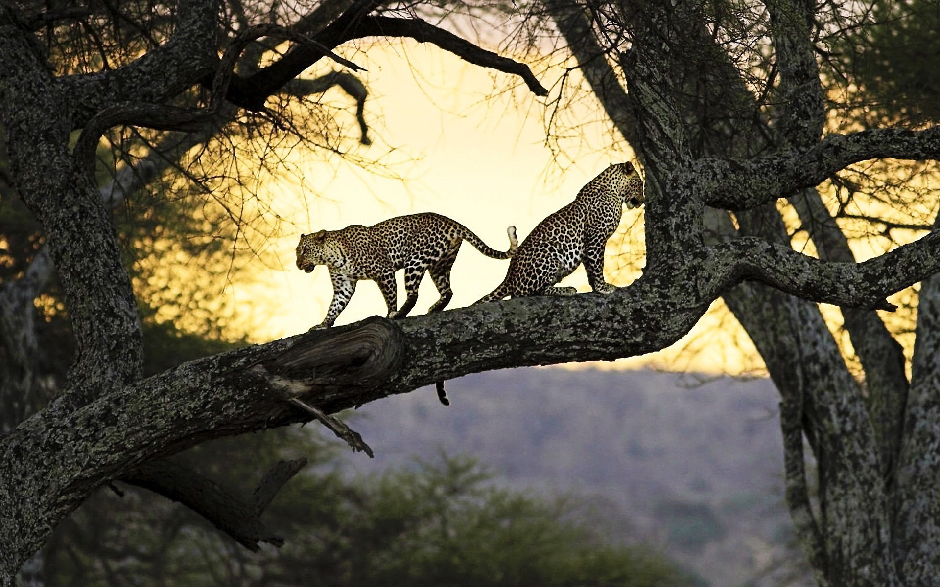 Baixar papel de parede para celular de Animais, Leopardo gratuito.