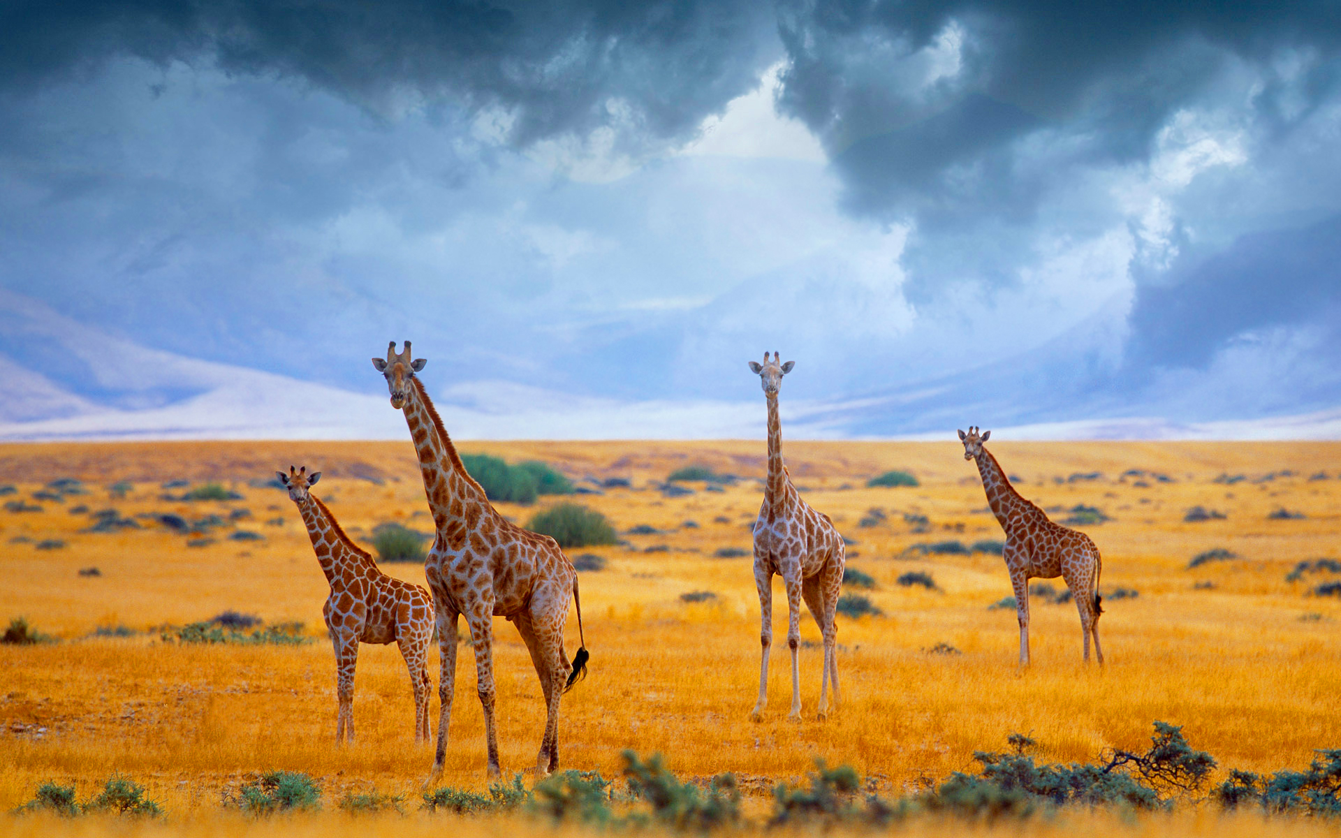 PCデスクトップに動物, サバンナ, キリン, アフリカ, クラウド画像を無料でダウンロード