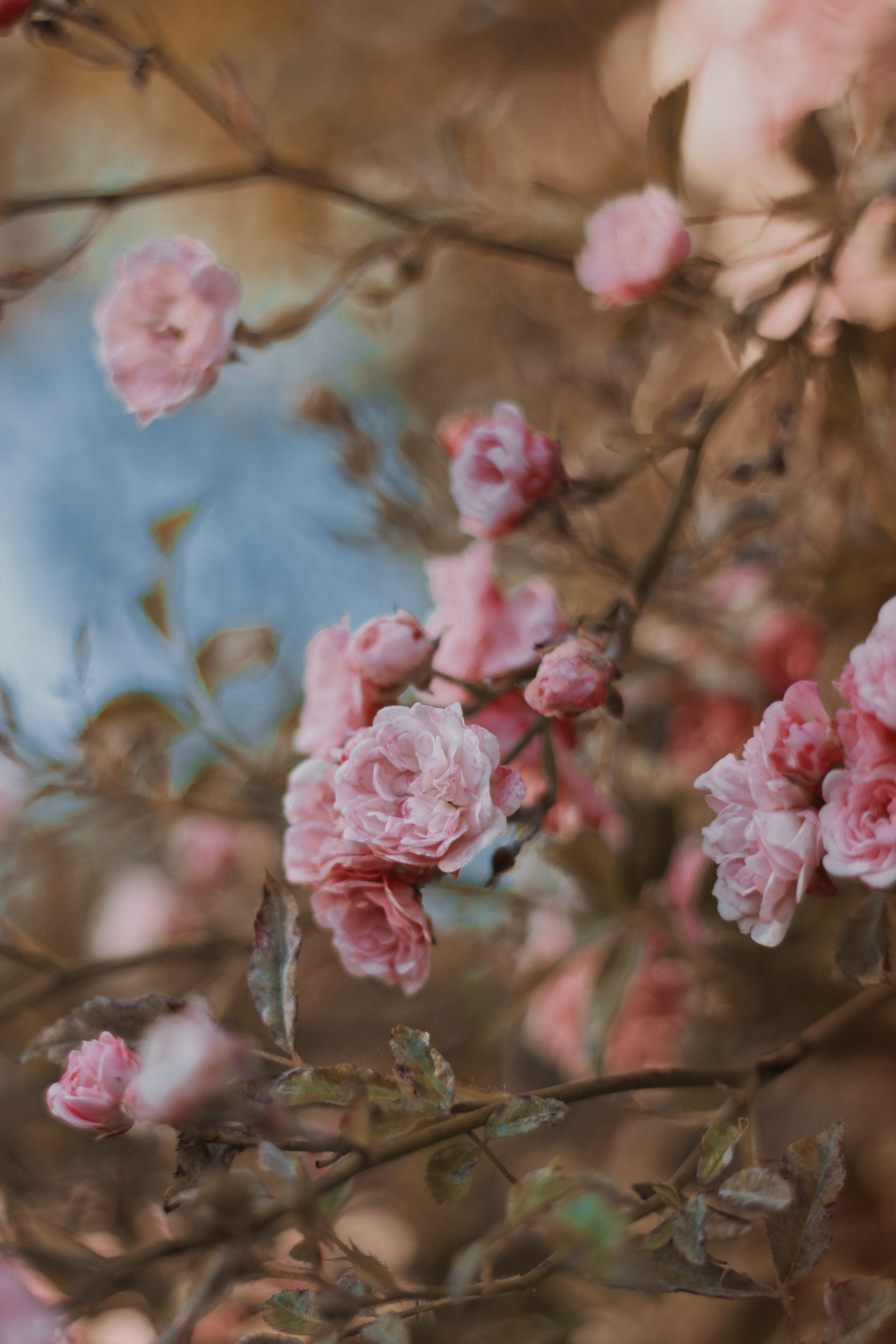 Free download wallpaper Flowers, Roses, Bush, Flowering, Tender, Bloom on your PC desktop