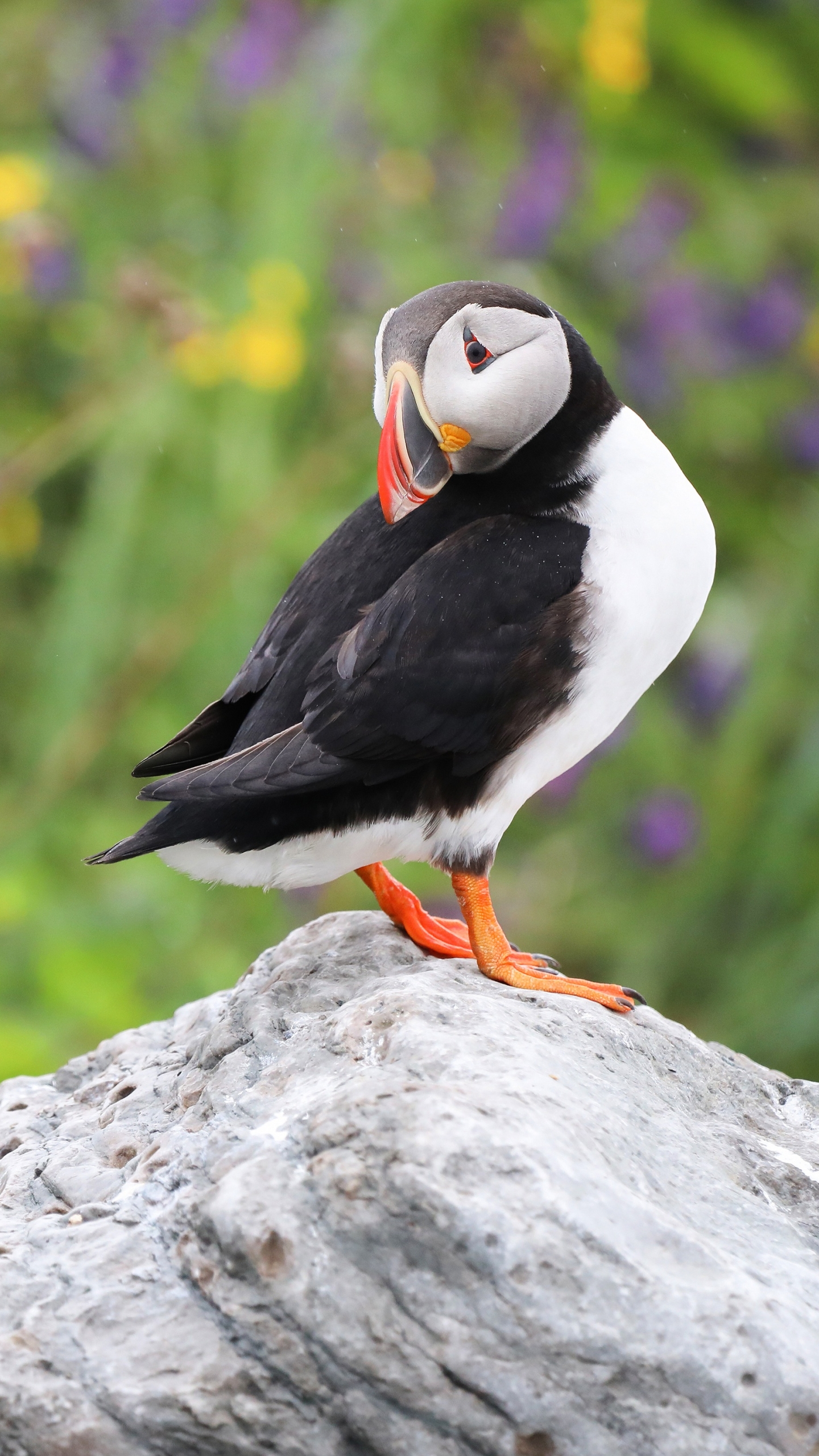 Download mobile wallpaper Birds, Bird, Animal, Puffin for free.