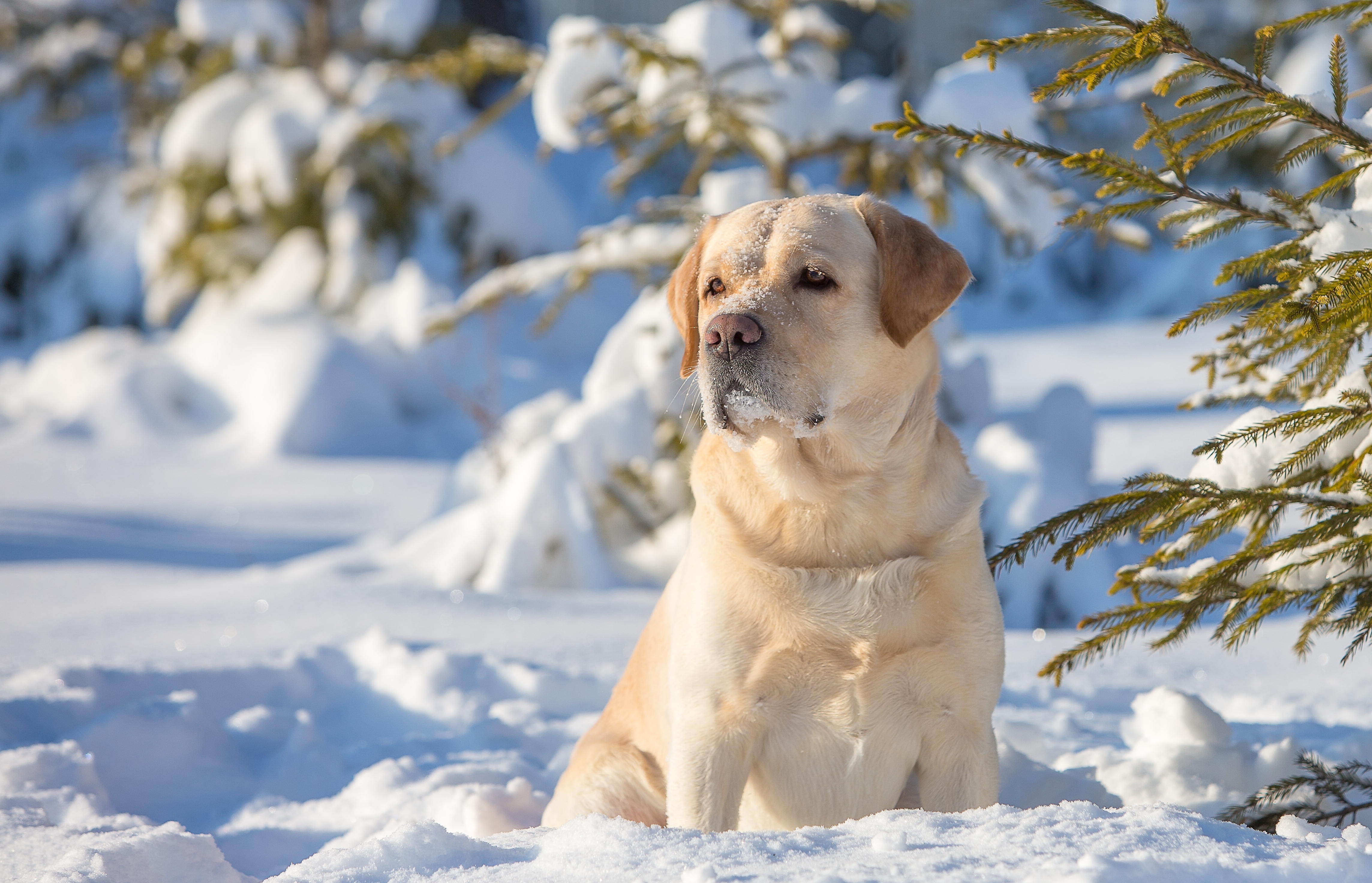 Download mobile wallpaper Winter, Dogs, Snow, Dog, Animal, Labrador Retriever for free.