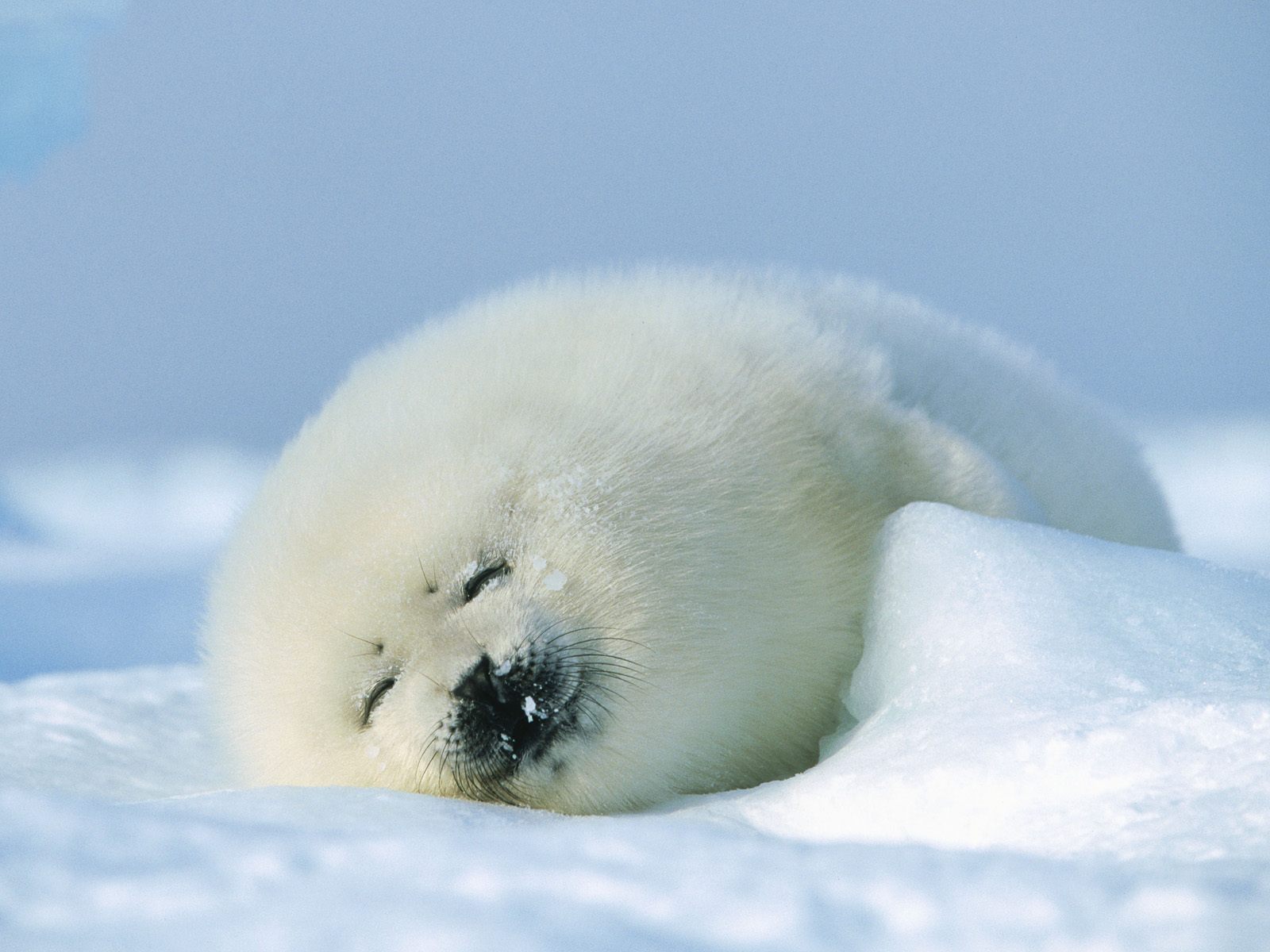Free download wallpaper Seals, Animal, Seal on your PC desktop