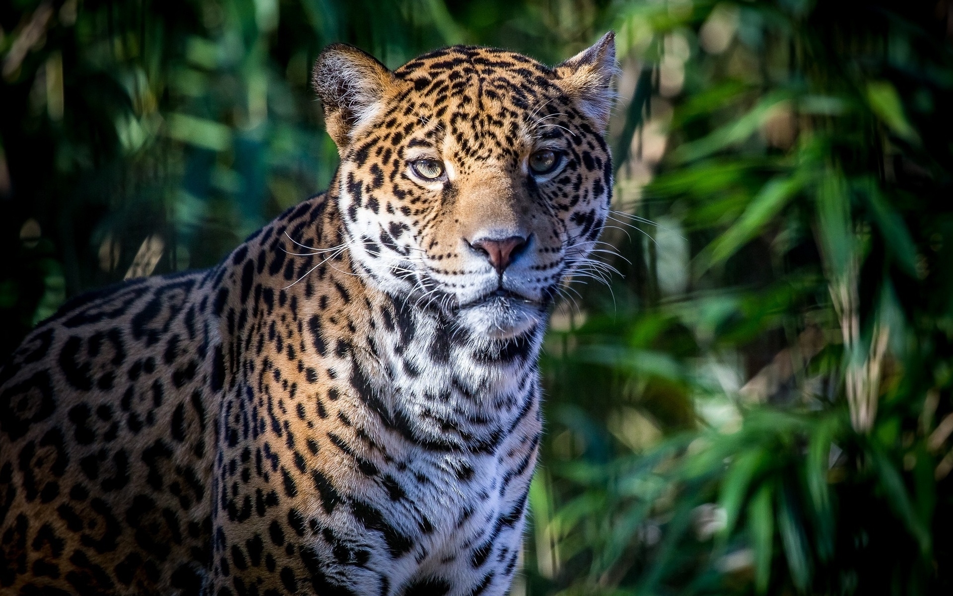 Baixar papel de parede para celular de Leopardo, Gatos, Animais gratuito.