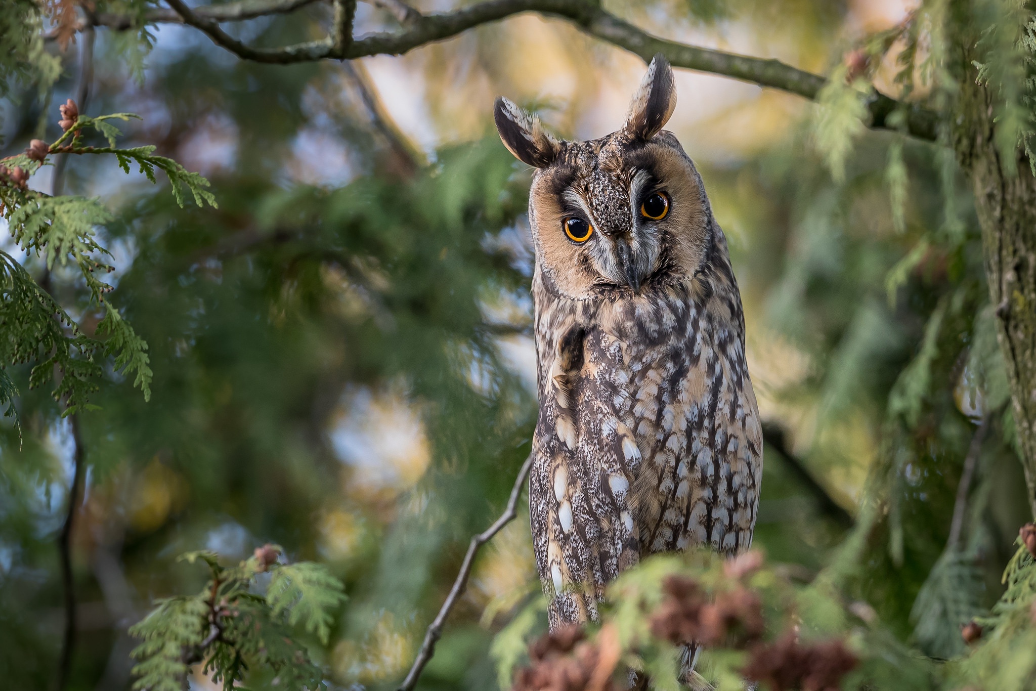 HQ Long Eared Owl Background