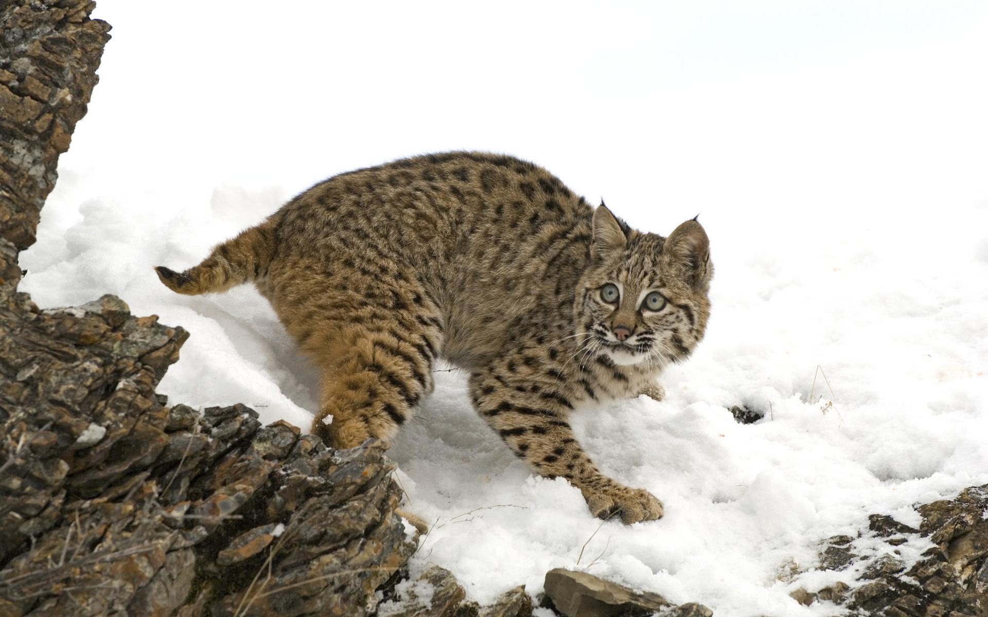 Handy-Wallpaper Luchs, Katzen, Tiere kostenlos herunterladen.