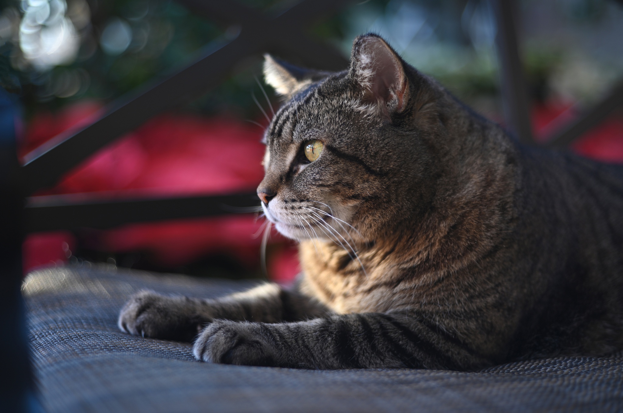 無料モバイル壁紙動物, ネコ, 猫をダウンロードします。