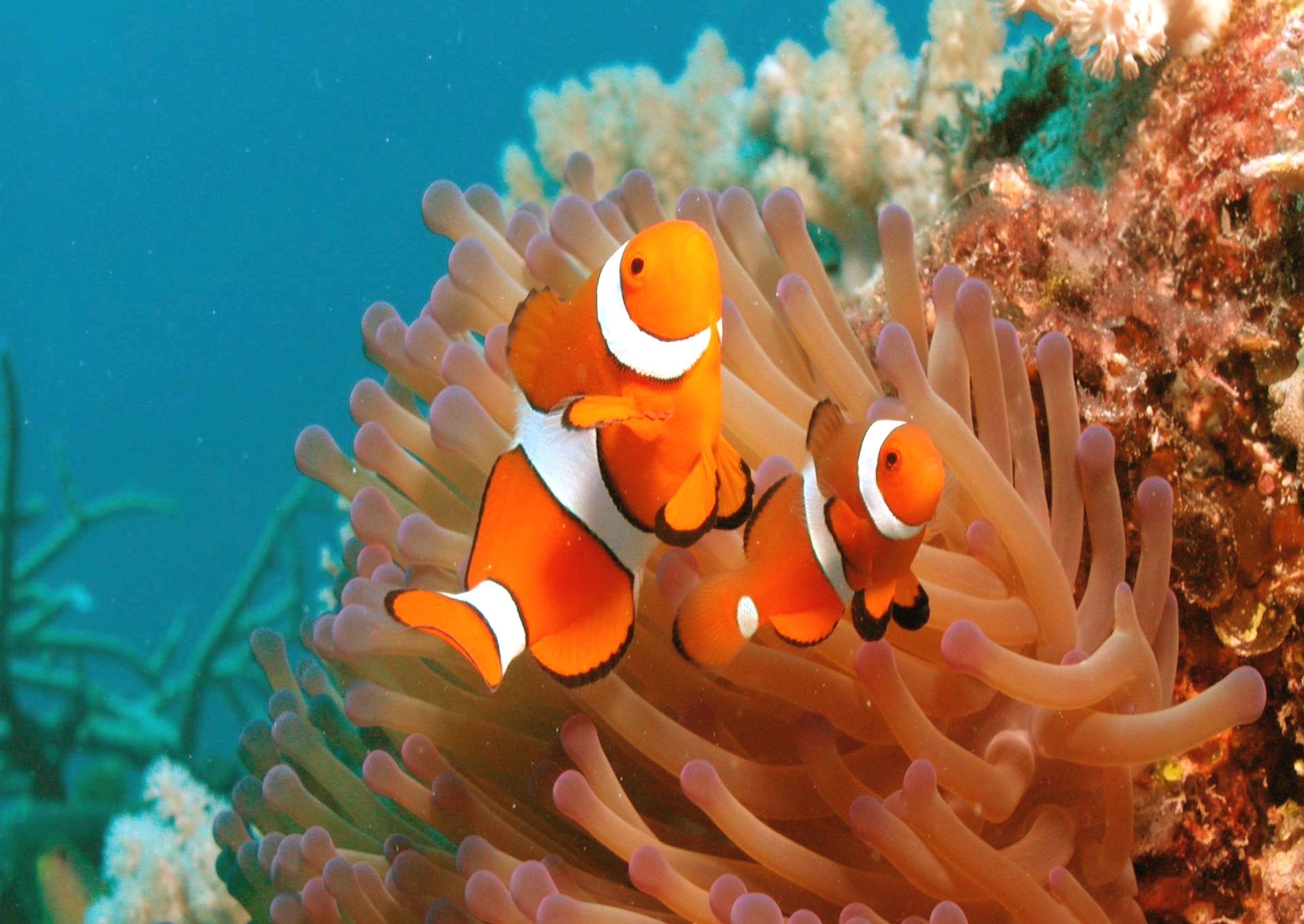 animal, clownfish, anemone, coral, fish, fishes