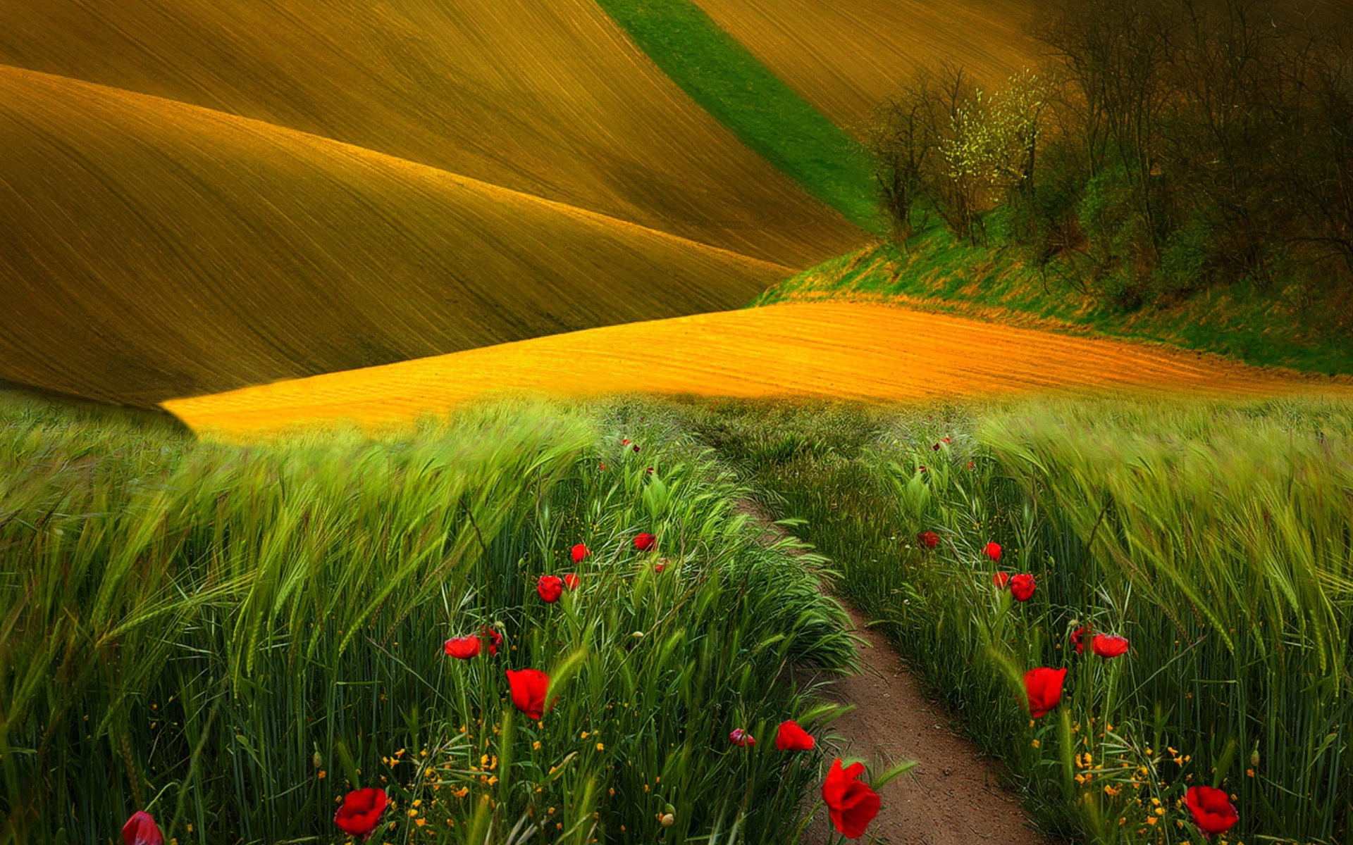 Download mobile wallpaper Landscape, Grass, Flower, Earth, Field for free.
